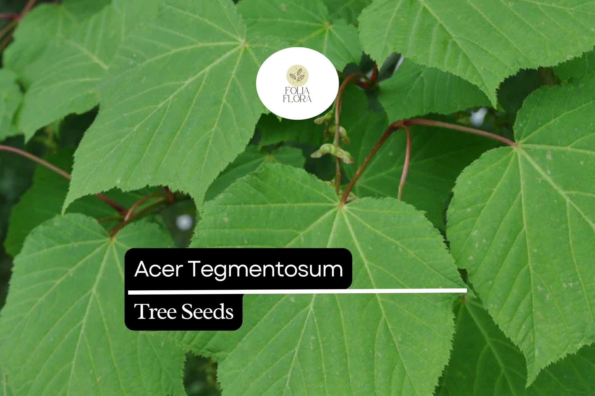 10 Seeds Manchurian Maple, Striped Bark Ornamental Tree, Acer tegmentosum, Green Foliage, Yellow Fall Leaves