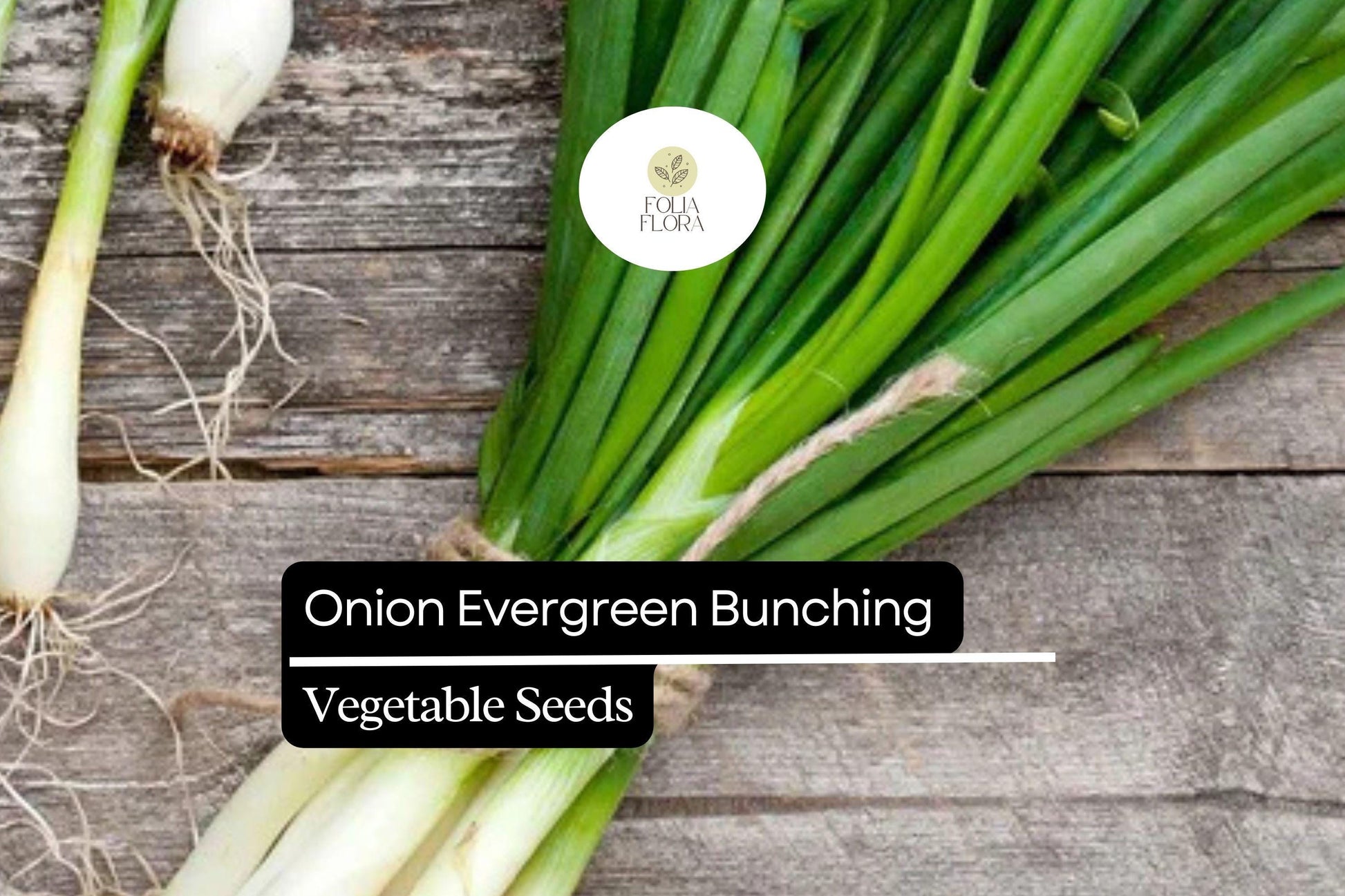 250mg Onion Evergreen Bunching Seeds - Allium fistulosum, Hardy Green Onion, Non-Bulbing, Mild Flavor, Continuous Harvest