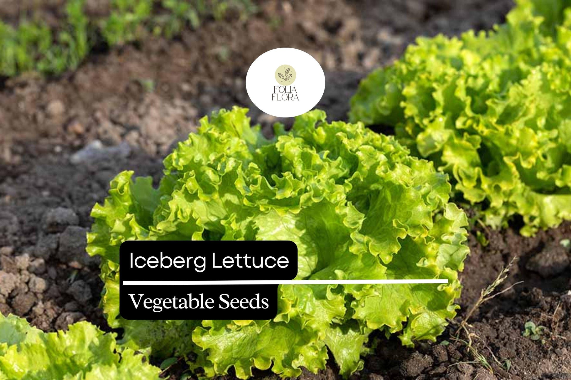 Iceberg Lettuce Seeds - 400 Count, Crisphead Variety, Lactuca sativa, Fresh & Crunchy for Salads, Easy to Grow