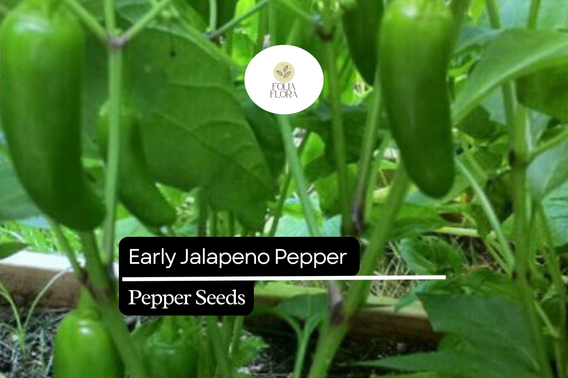 Early Jalapeño Pepper Seeds - 30 Count - Capsicum annuum - Mildly Spicy, Fast Growing, High Yielding for Salsas & Grilling