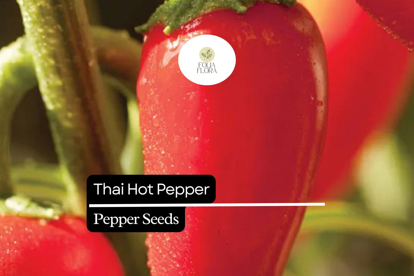 Thai Hot Pepper Seeds - 30 Heirloom Seeds, Compact High-Yielding Chili Pepper, Capsicum annuum, Spicy Red Peppers