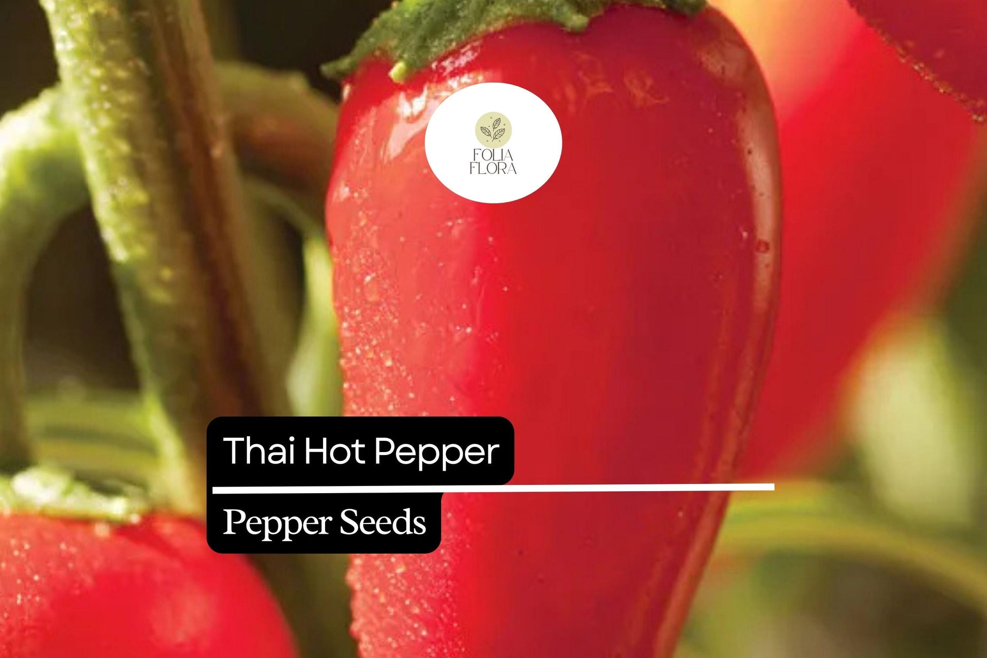 Thai Hot Pepper Seeds - 30 Heirloom Seeds, Compact High-Yielding Chili Pepper, Capsicum annuum, Spicy Red Peppers