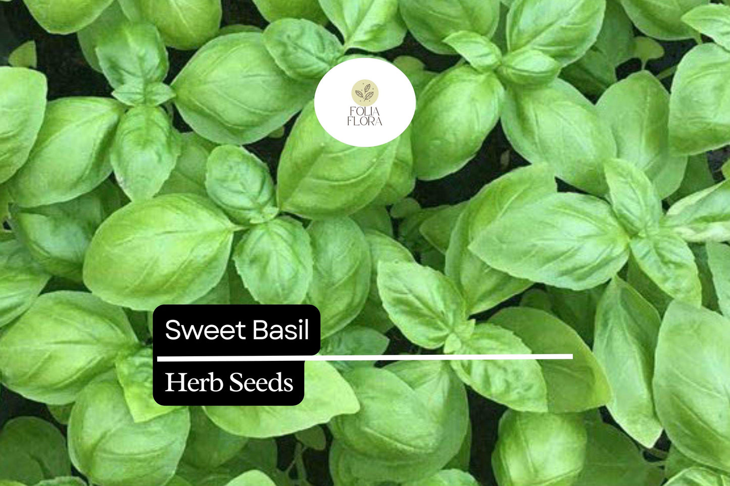 Sweet Basil Seeds – 300 Count – Aromatic Culinary Herb – Ocimum basilicum – Perfect for Cooking & Gardening