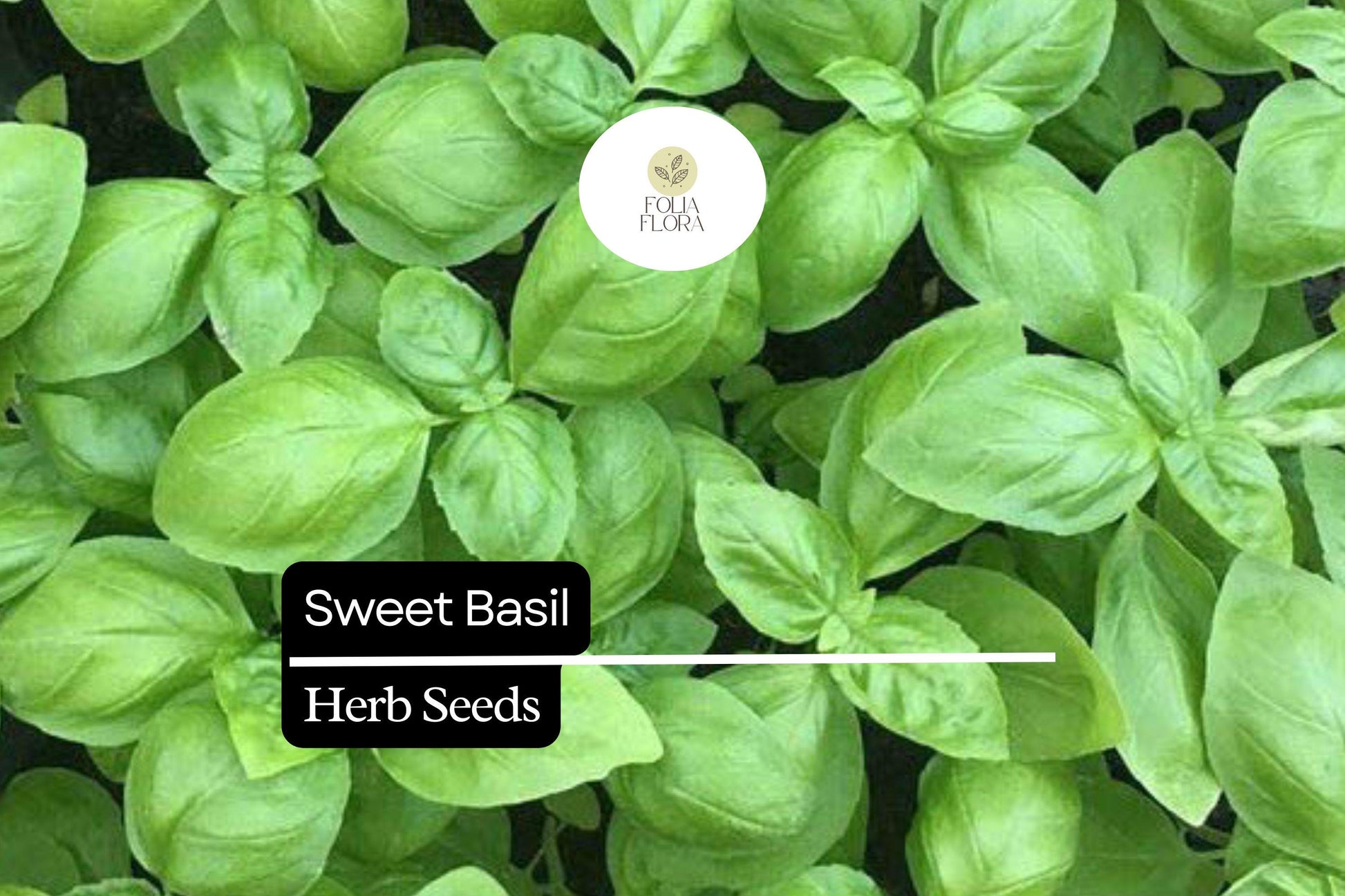 Sweet Basil Seeds – 300 Count – Aromatic Culinary Herb – Ocimum basilicum – Perfect for Cooking & Gardening