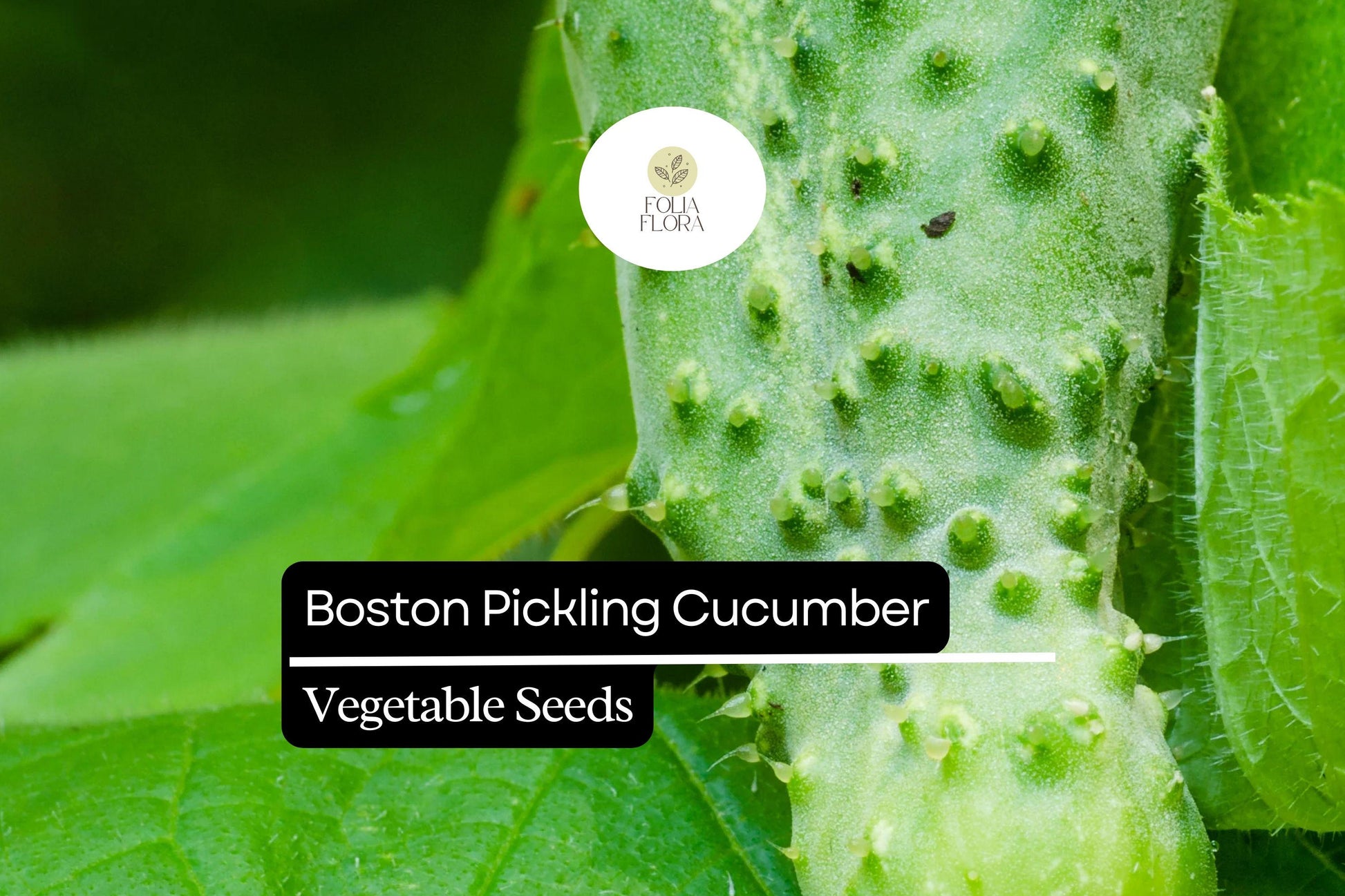 50 Seeds Boston Pickling Cucumber - Heirloom Variety for Pickling, Cucumis sativus, Dark Green, Crisp Texture