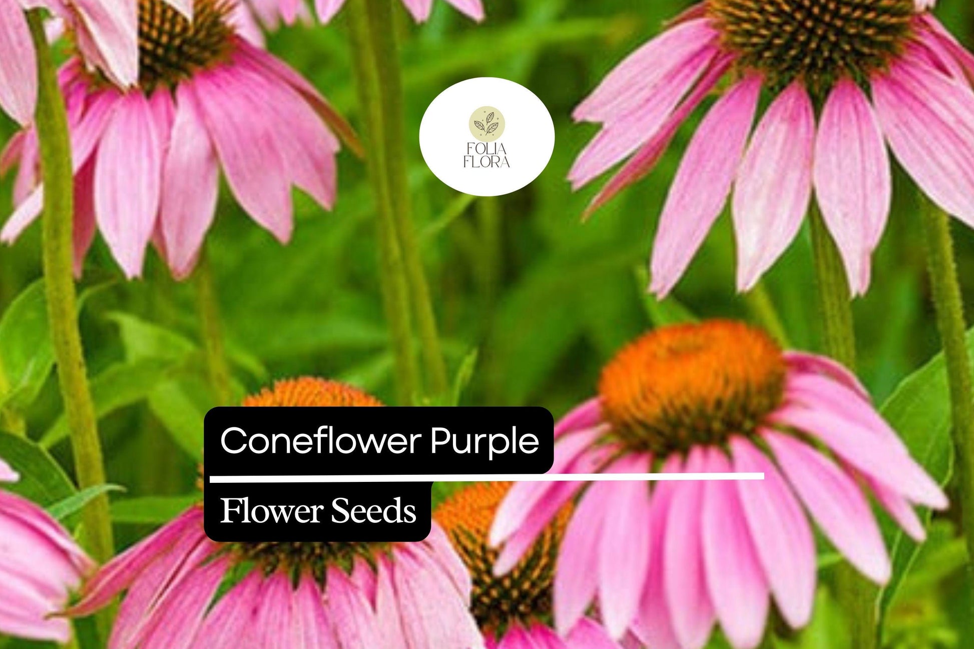 Purple Coneflower Seeds – 1000 Count – Echinacea purpurea – Perennial Pollinator Flower for Drought-Tolerant Gardens