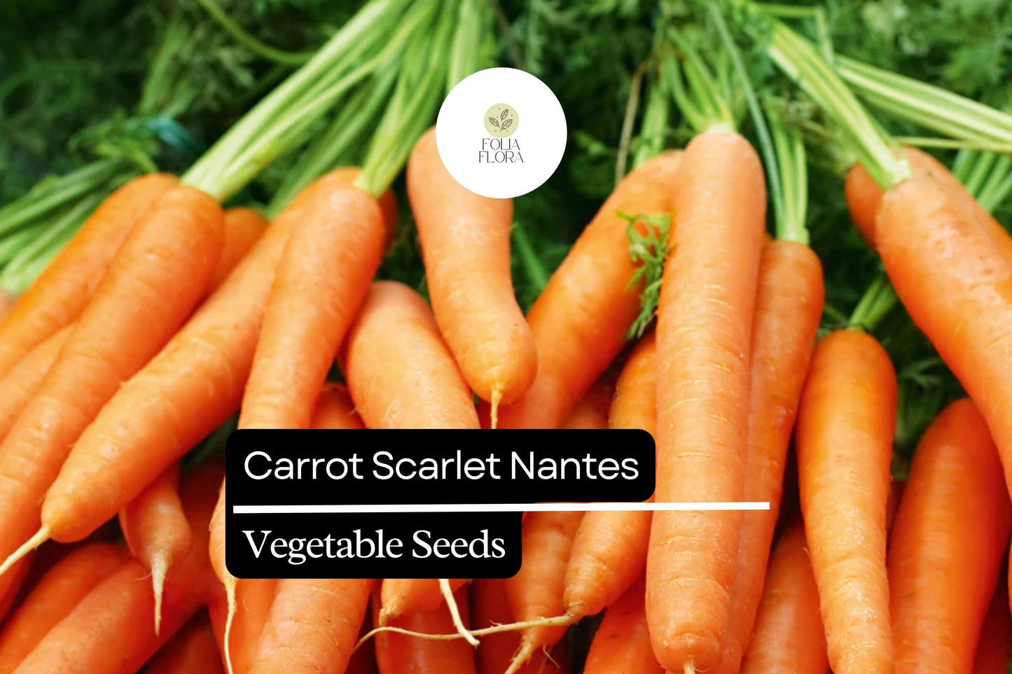 Scarlet Nantes Carrot Seeds - Heirloom Variety, 300 Seeds, Daucus carota, Bright Orange, Sweet Flavor, Crisp Texture