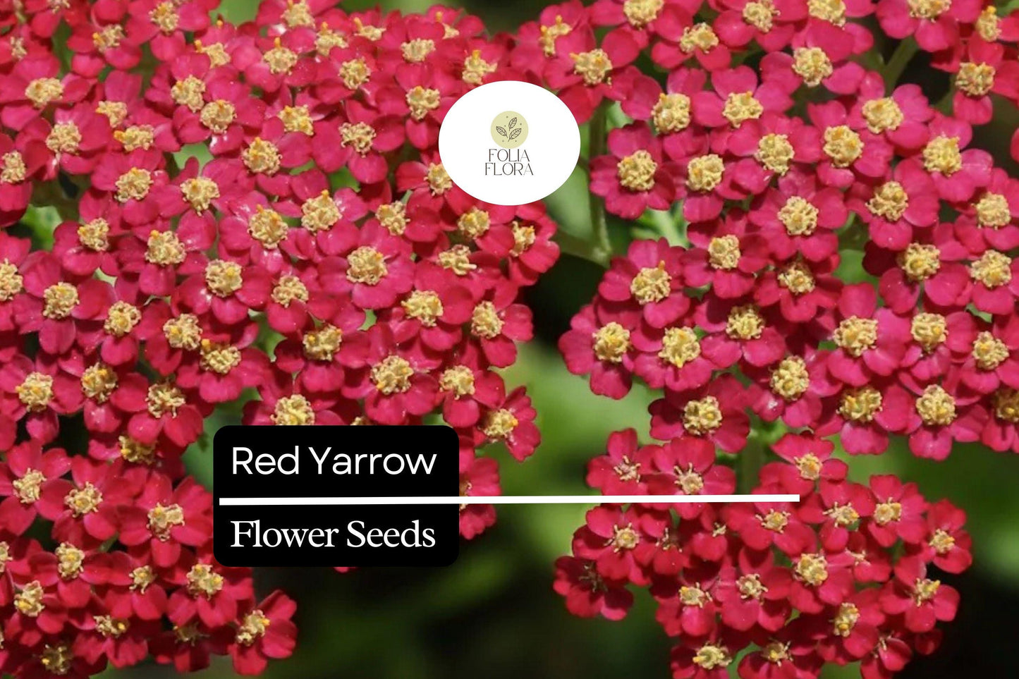 500 Seeds Red Yarrow, Vibrant Perennial Pollinator Plant, Achillea Millefolium, Drought-Tolerant, Deer-Resistant, Full Sun