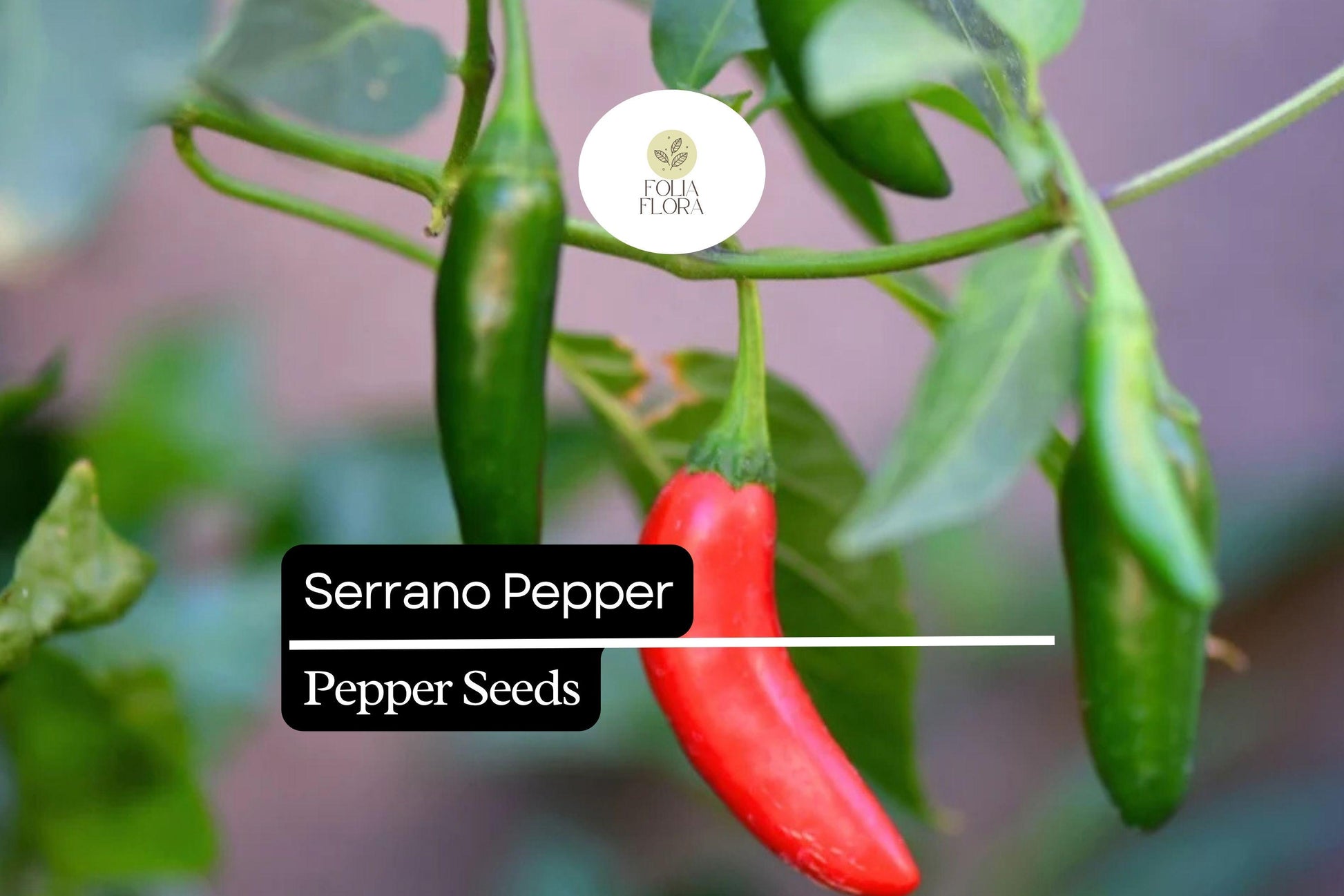 Serrano Pepper Seeds - 30 Heirloom Seeds, Spicy Chili Variety, Capsicum Annuum, Perfect for Salsas and Sauces