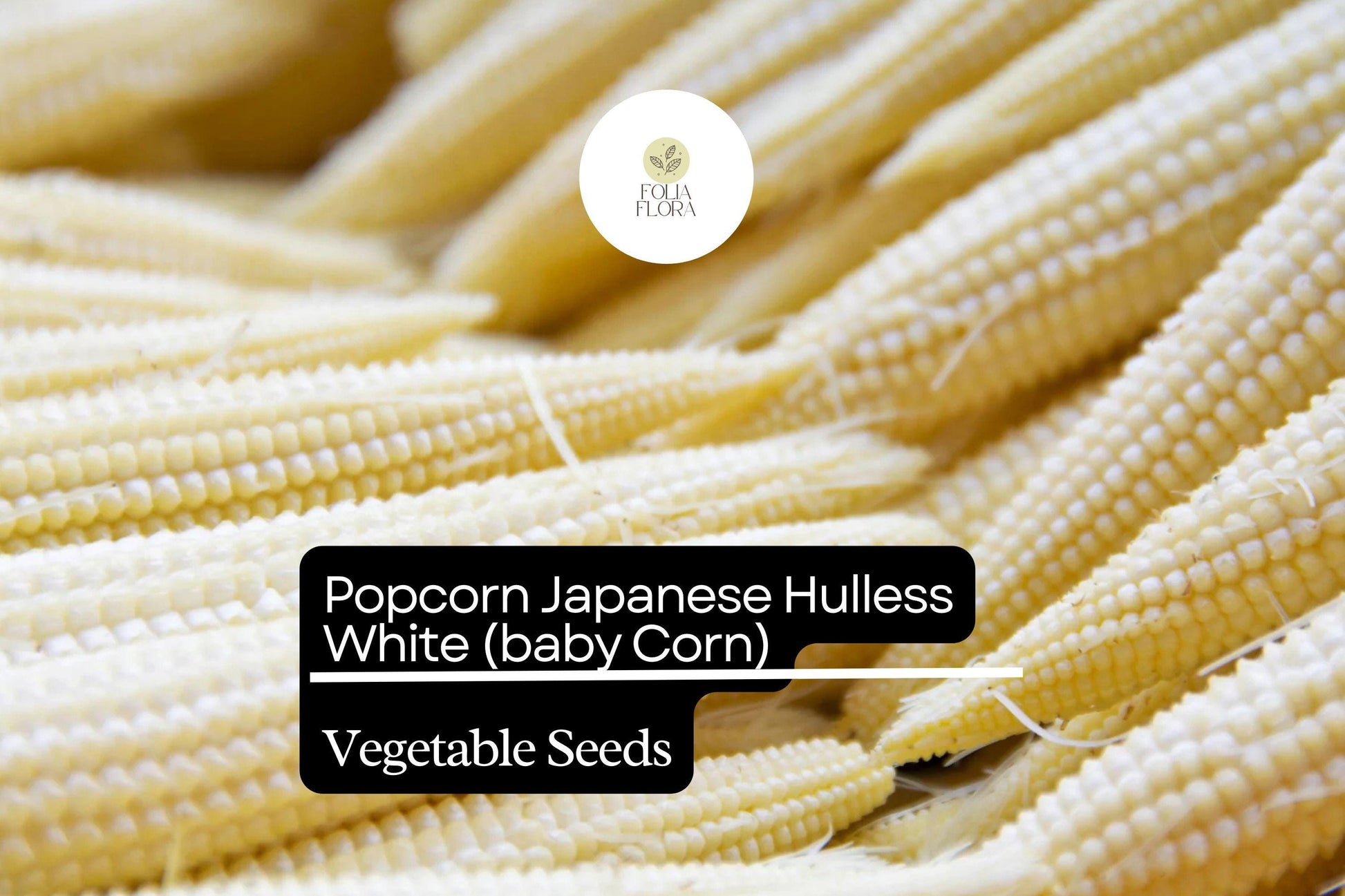 Popcorn Seeds 5g Japanese Hulless White Zea mays | Gourmet Baby Corn & Hulless Popcorn Variety for Home Gardening
