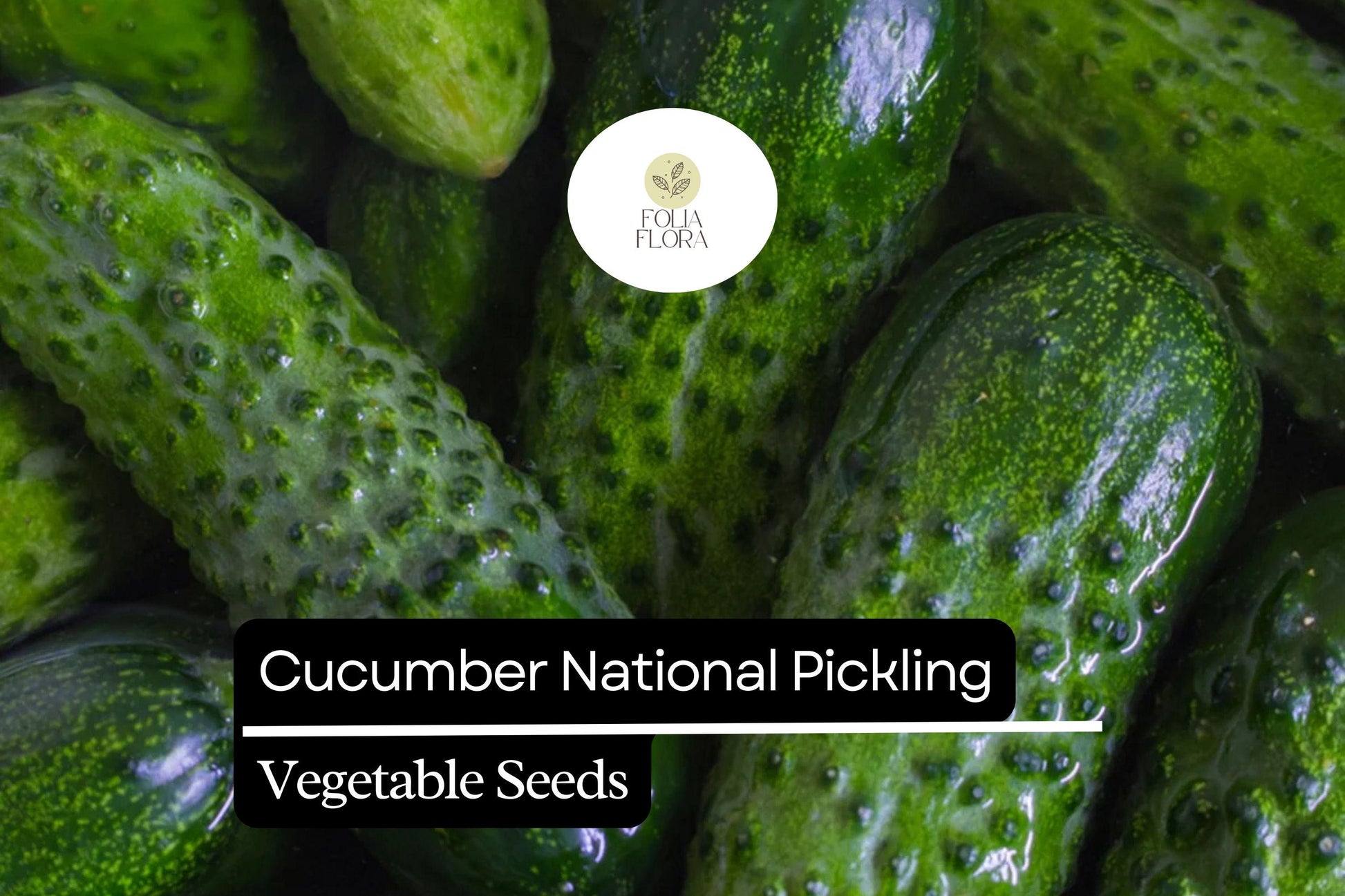 High-Yield Cucumber Seeds | 1g National Pickling Heirloom | Cucumis sativus | Perfect for Pickling & Fresh Salads
