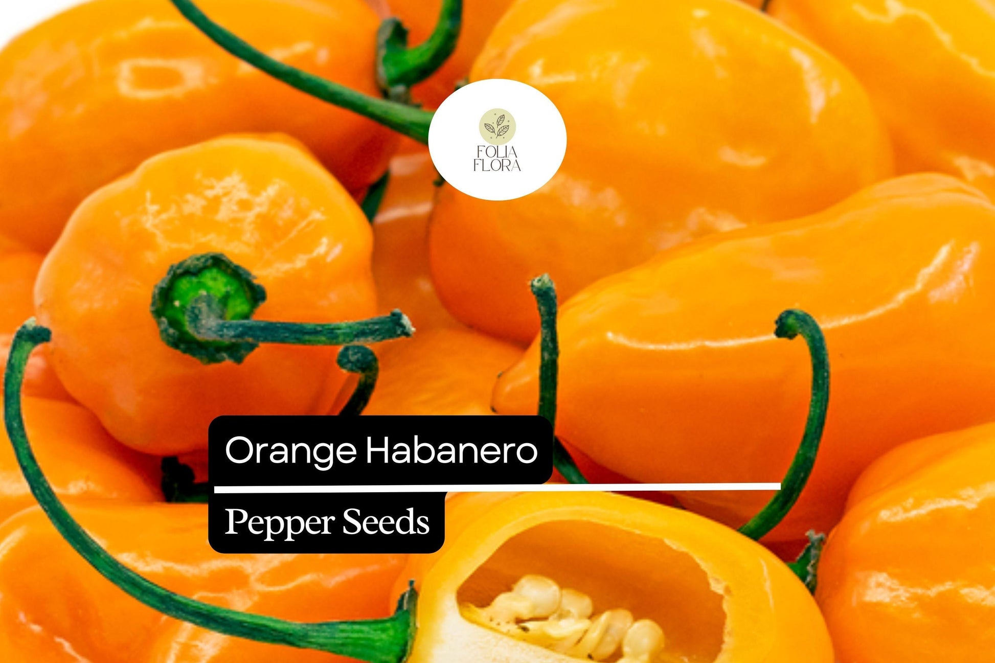 20 Seeds Orange Habanero Pepper - Capsicum chinense - Fiery Heirloom Chili for Salsas, Hot Sauces, and Marinades