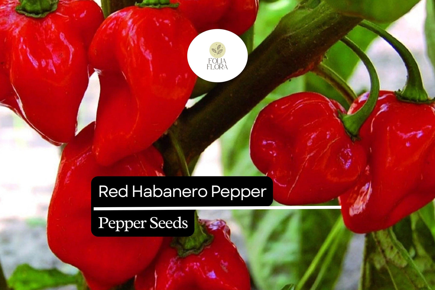 20 Seeds Red Habanero Pepper - Fiery Hot Heirloom Chili - Capsicum chinense - Bright Red Fruits for Salsas and Hot Sauces