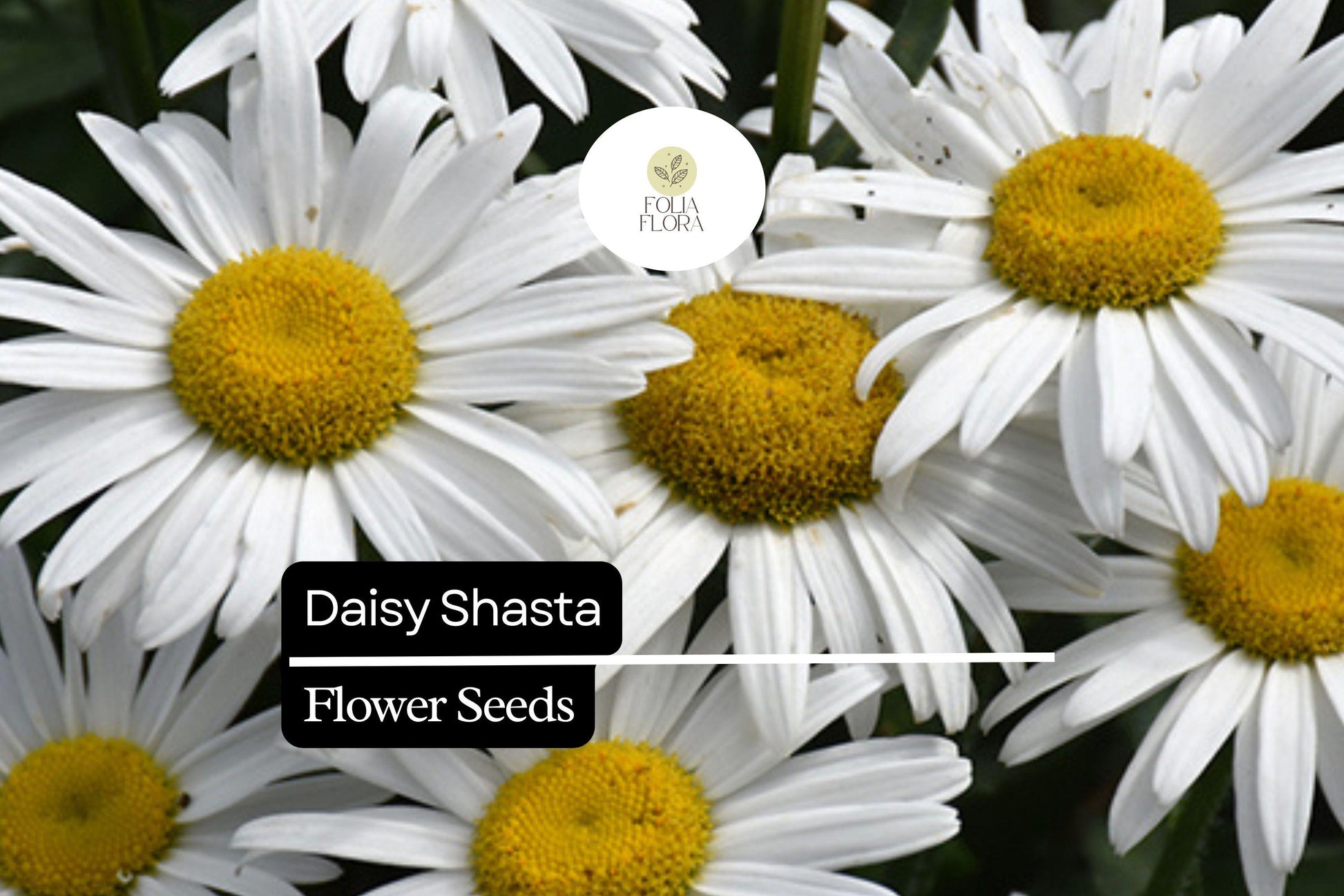 Daisy Shasta Seeds, 1000 Count, White Flowers with Yellow Centers, Leucanthemum × superbum, Perennial, Deer-Resistant, Drought-Tolerant