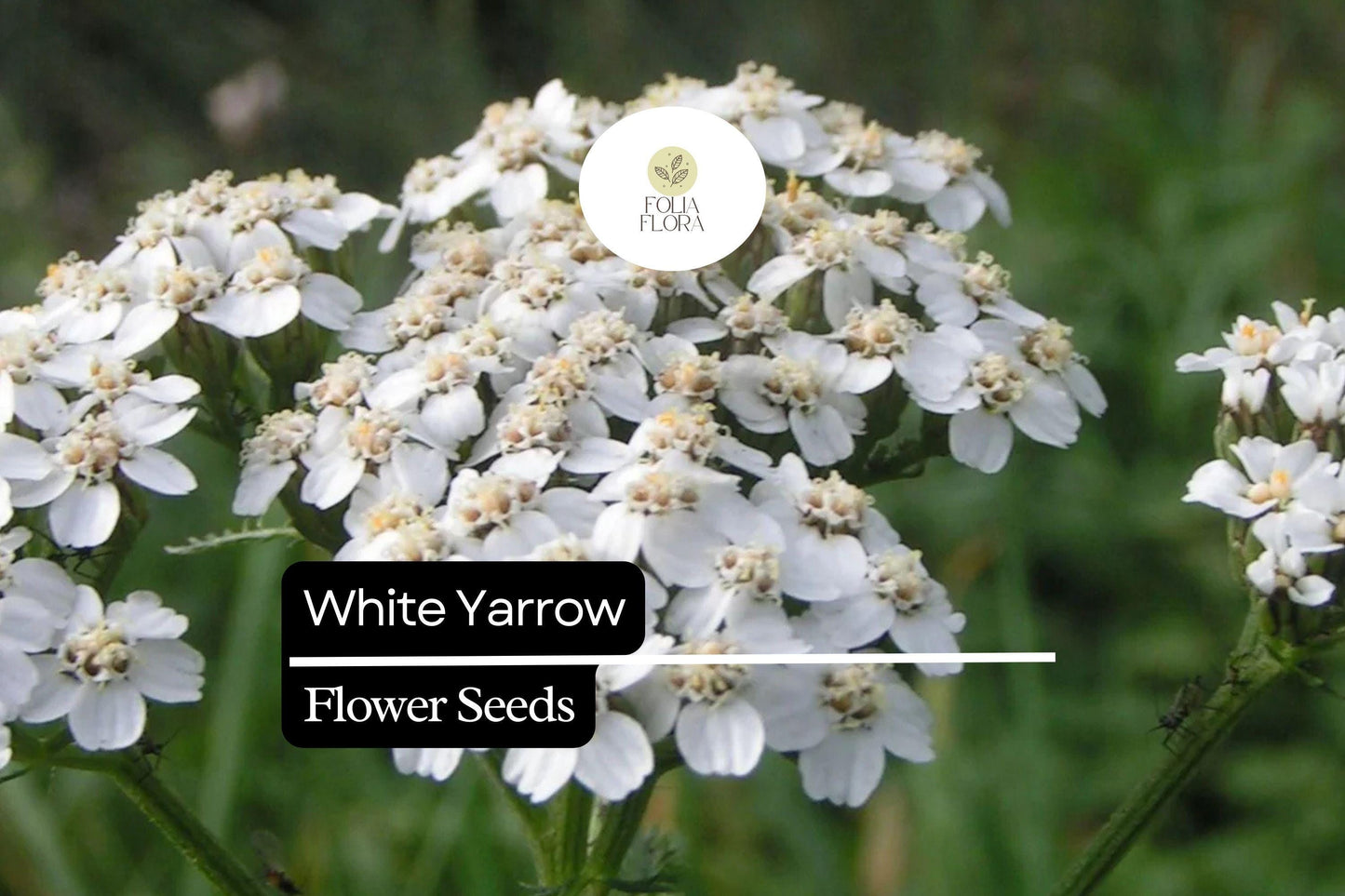 5000 Seeds White Yarrow, Pollinator-Friendly Herb, Achillea millefolium, Drought-Tolerant Perennial Wildflower