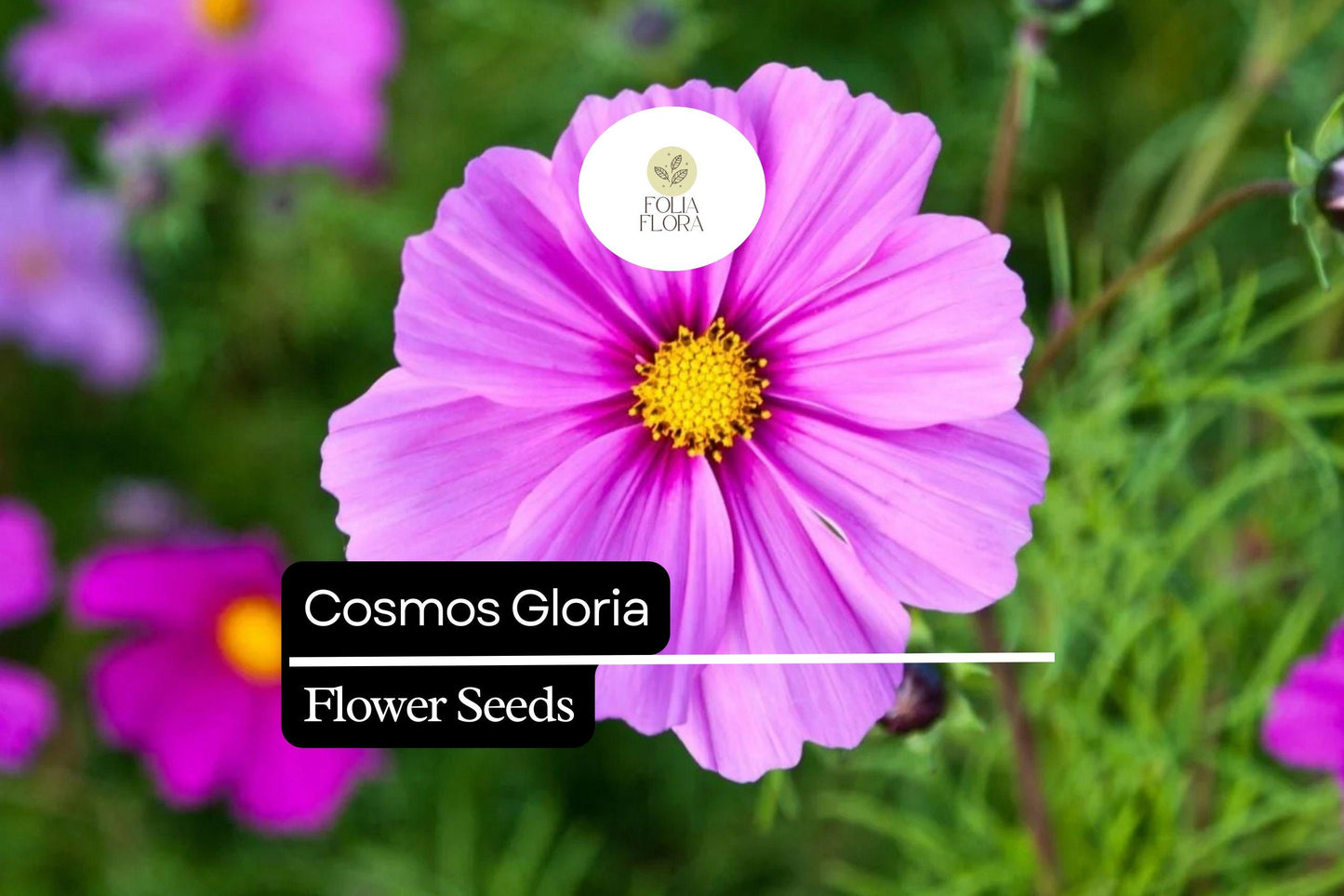 Cosmos Seeds - Bright Pink Cosmos Gloria - Pollinator-Friendly Annual - Cosmos bipinnatus - Easy to Grow for Gardens and Cut Flowers