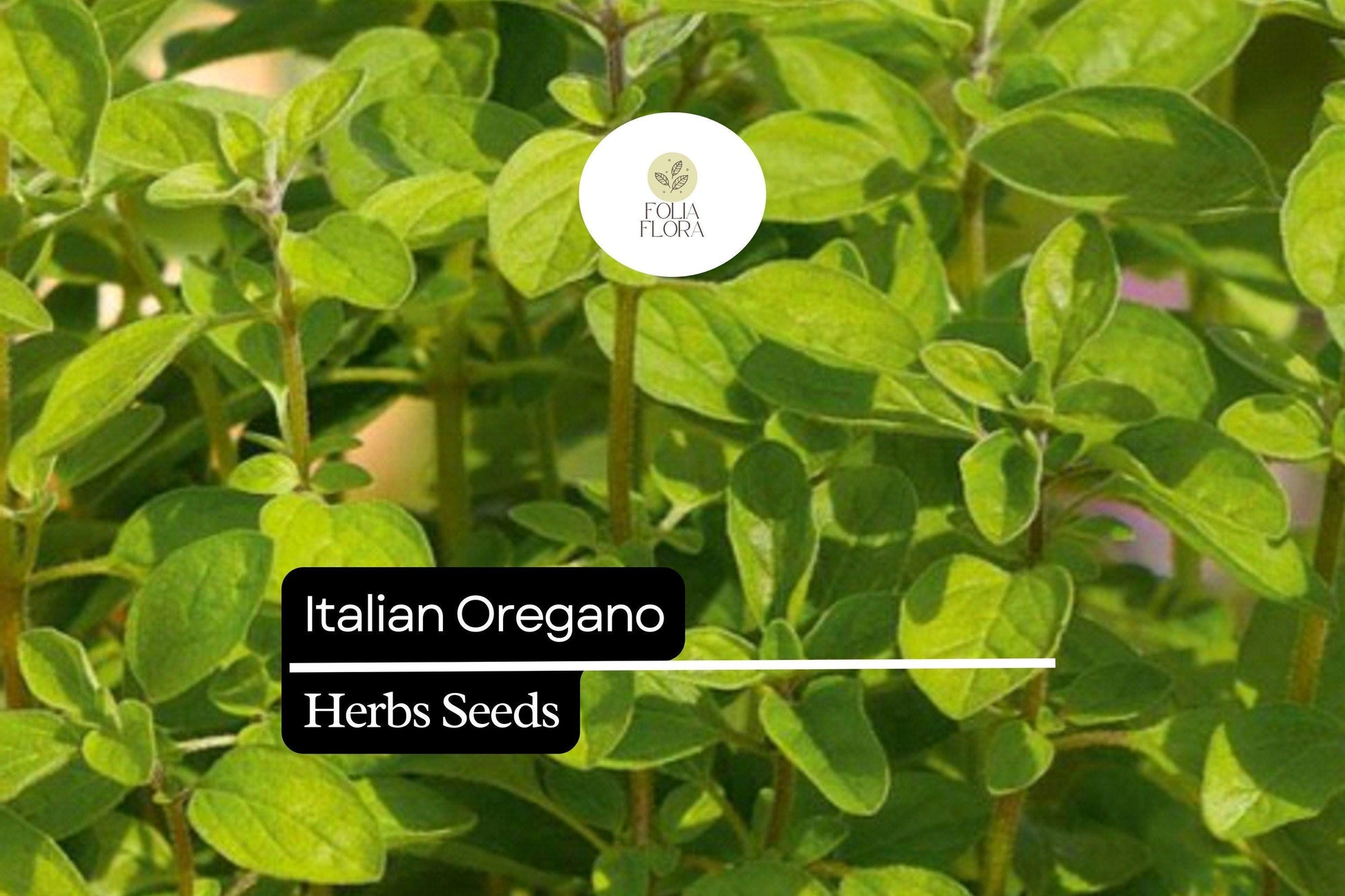 Italian Oregano Seeds - 2000 Seeds Aromatic Culinary Herb (Origanum vulgare) for Gardens, Pots & Spice Racks