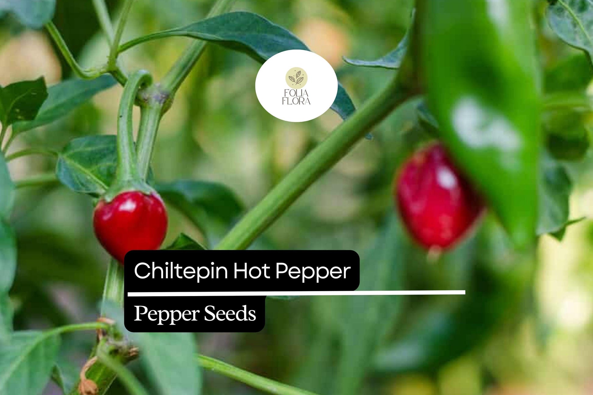 Chiltepin Pepper Seeds – Wild Hot Pepper Variety, Intense Heat, Capsicum annuum var. glabriusculum, Bright Red Fruits