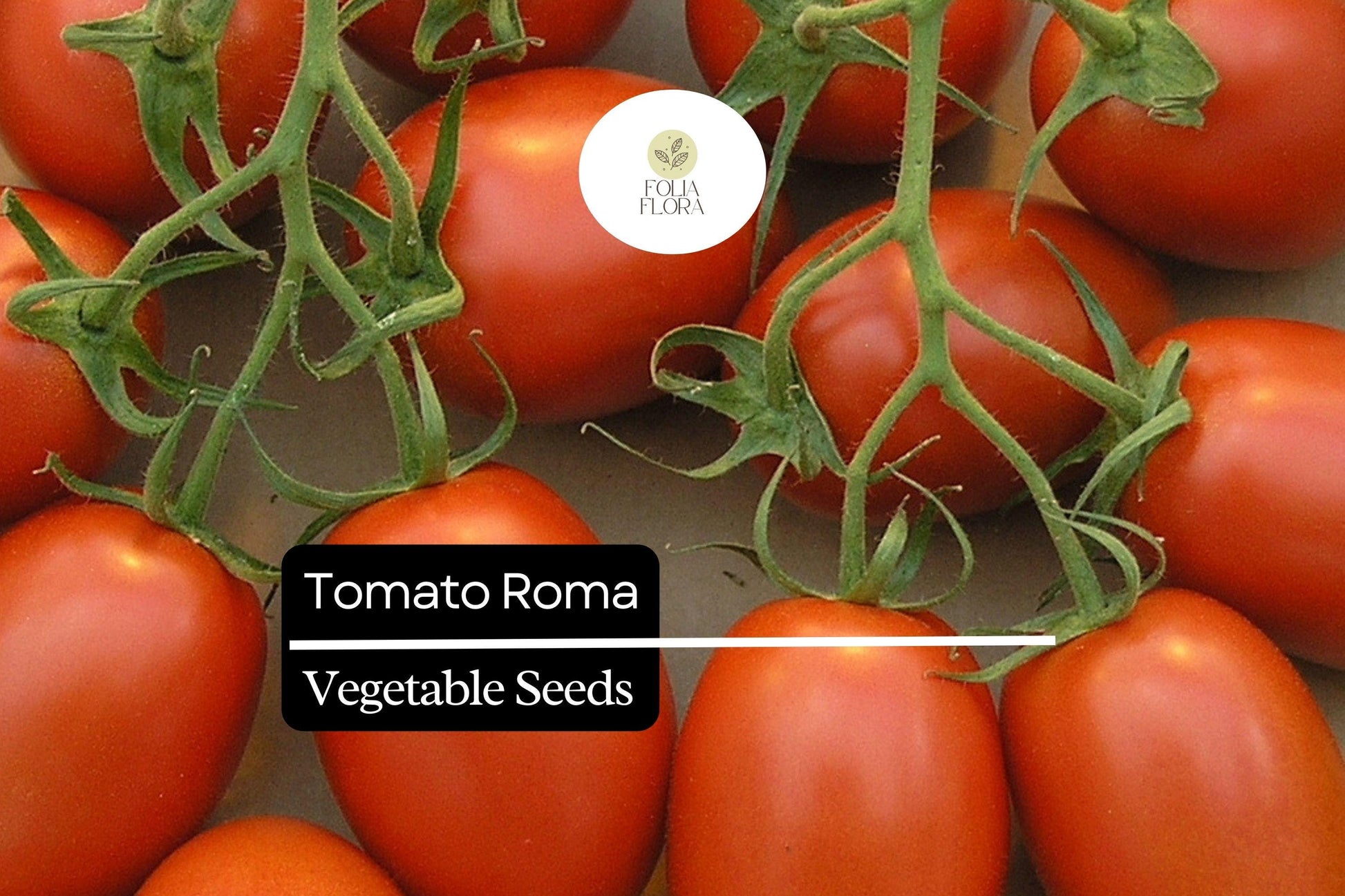 Heirloom Roma Tomato Seeds - Classic Plum Variety - Solanum lycopersicum - Rich Flavor, Meaty Texture, High Yield