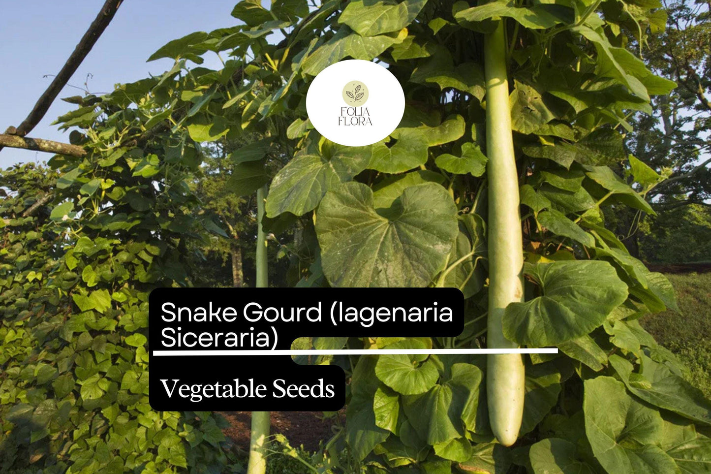 10 Seeds Snake Gourd | Heirloom Non-GMO Vegetable | Lagenaria siceraria | Vigorous, High-Yield, Exotic Edible Garden Plant
