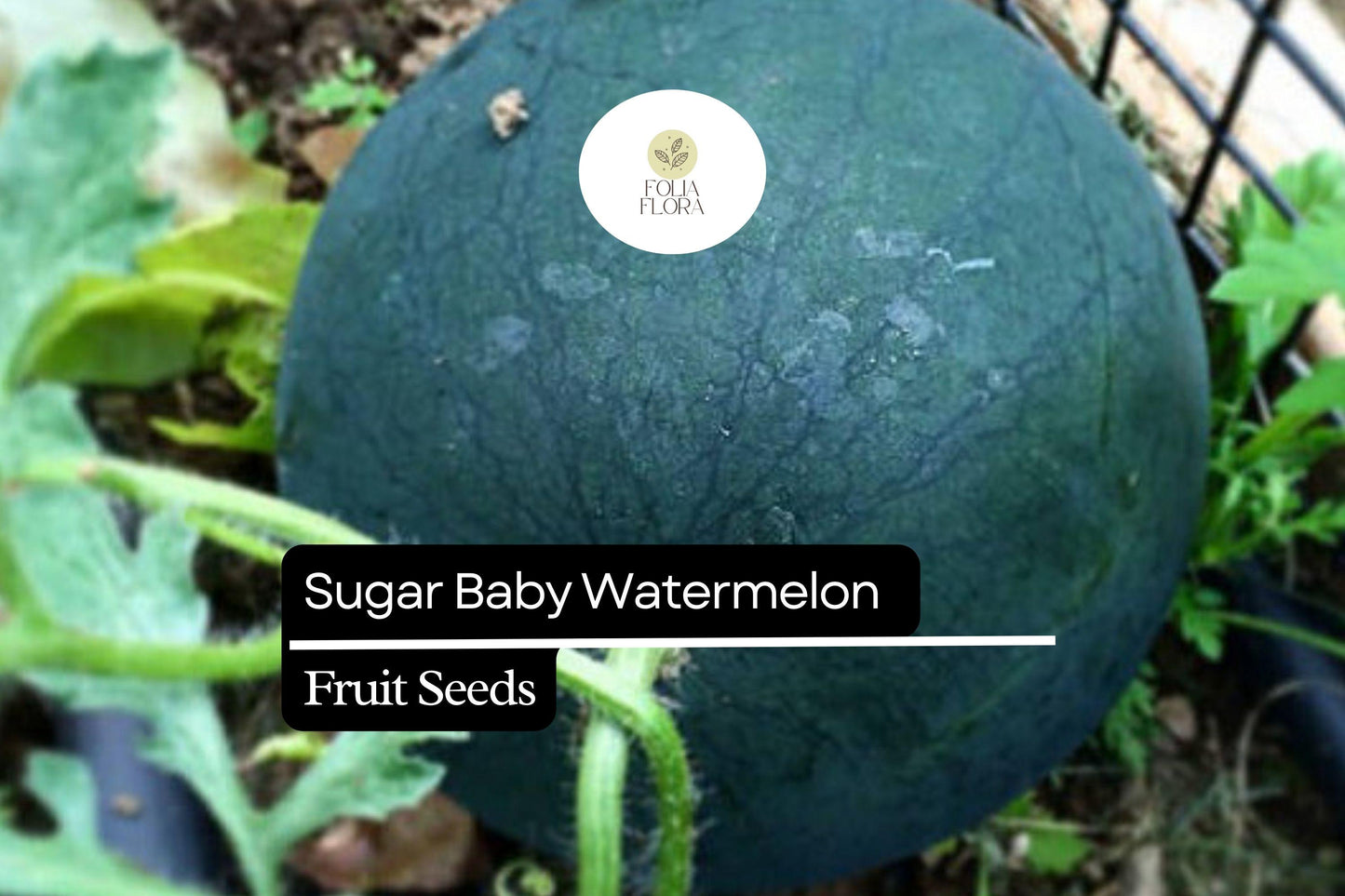 Sugar Baby Watermelon Seeds - 25 Pack - Citrullus lanatus - Sweet Icebox Variety for Home Gardens - Compact & Fast-Growing