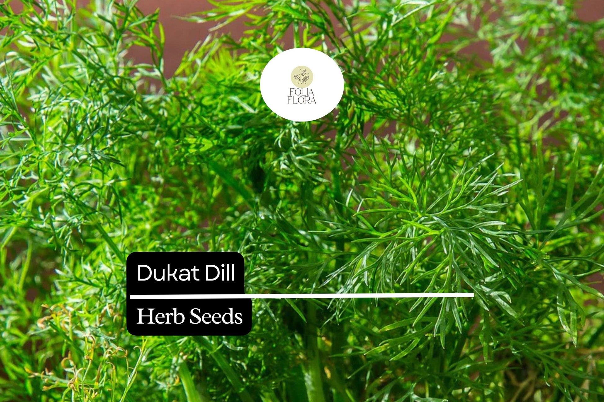 Dukat Dill Seeds - 500 Seeds - Aromatic Culinary Herb - Anethum graveolens - Pollinator-Friendly, Easy to Grow, Fast Maturity