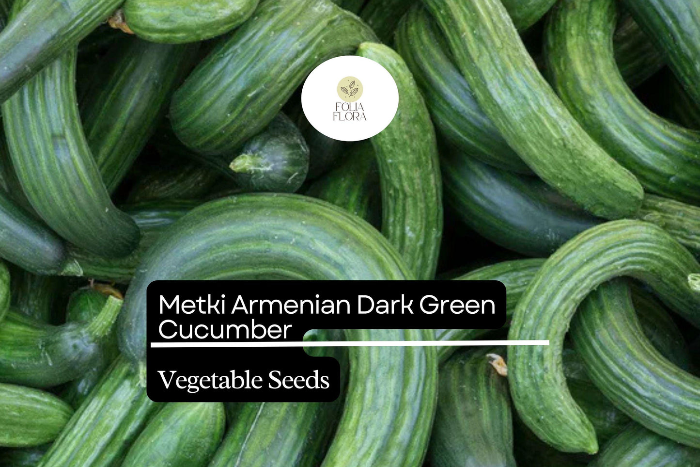 Metki Armenian Cucumber Seeds – 30 Heirloom Seeds, Dark Green, Sweet Flavor, Ribbed Fruits, Cucumis melo