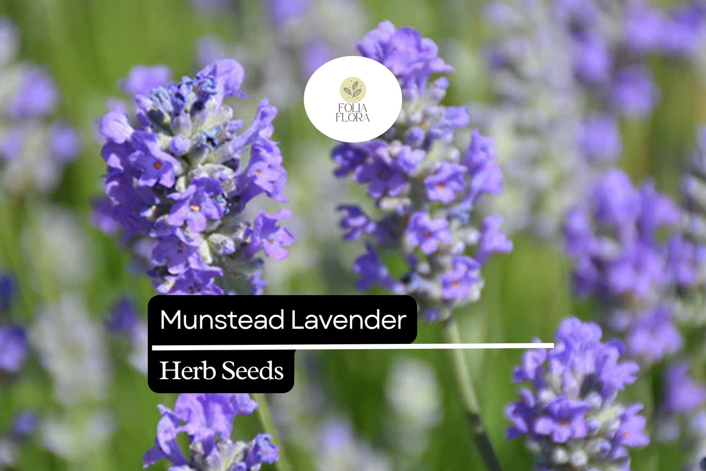 Munstead Lavender Seeds - 50 Compact, Fragrant Purple Flowers - Lavandula angustifolia - Hardy Perennial Herb for Gardens