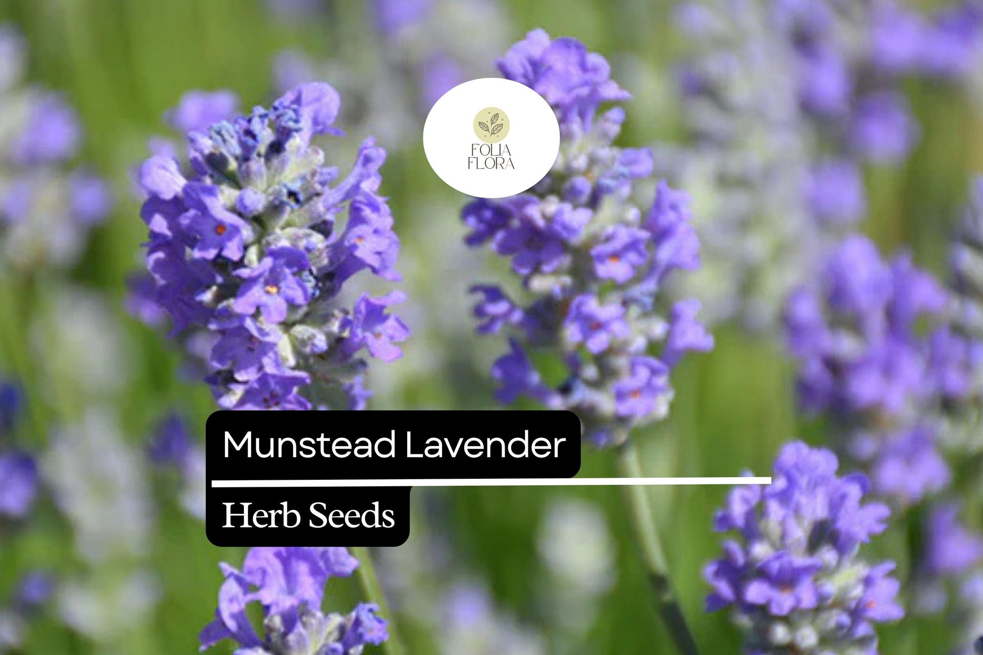 Munstead Lavender Seeds - 50 Compact, Fragrant Purple Flowers - Lavandula angustifolia - Hardy Perennial Herb for Gardens