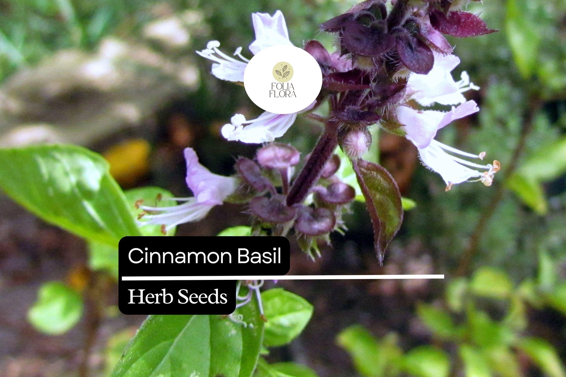 Cinnamon Basil Seeds 300 Count - Aromatic Herb with Spicy-Sweet Flavor - Ocimum Basilicum - Attracts Pollinators, Easy to Grow