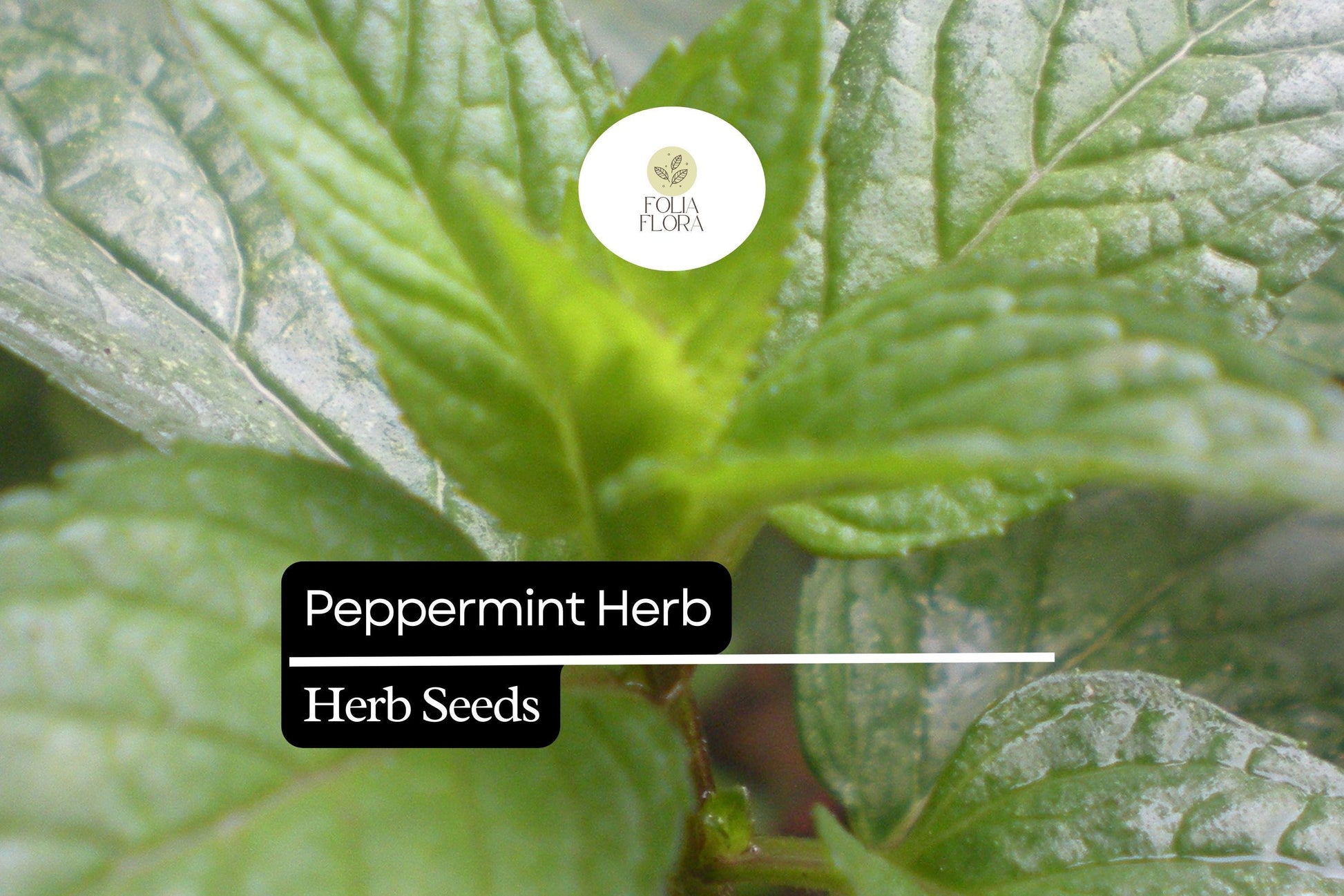 500 Seeds Peppermint Herb, Aromatic Culinary Plant, Mentha × Piperita, Ideal for Teas and Natural Remedies