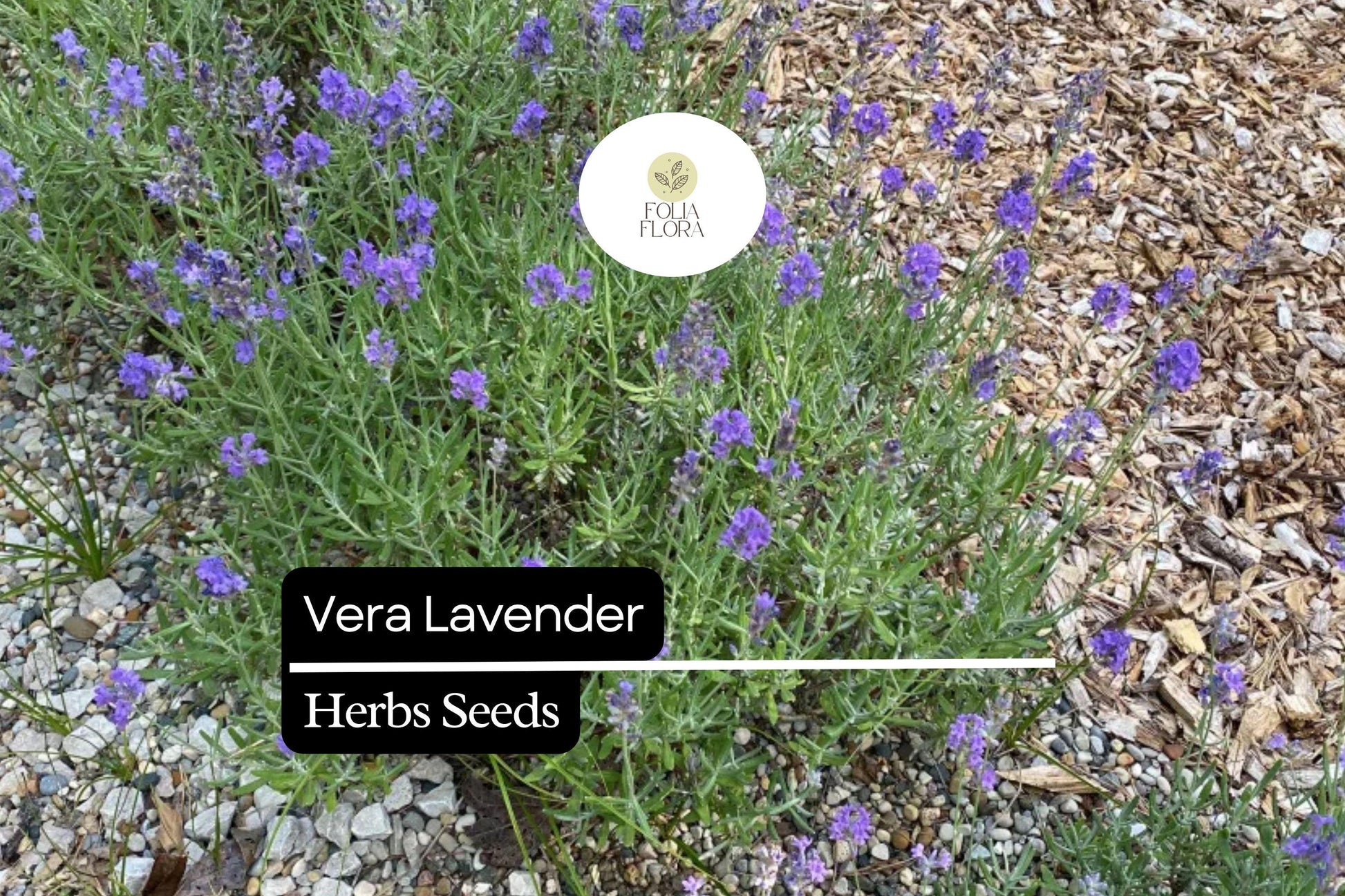 Vera Lavender Seeds 100mg | Fragrant Perennial Herb, Heirloom, Non-GMO, Pollinator-Friendly, Lavandula angustifolia 'Vera'