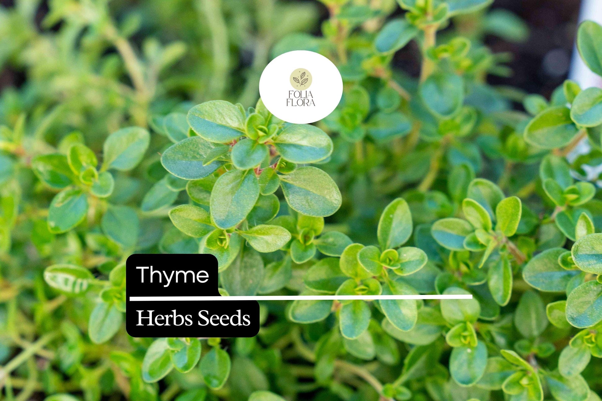 Thyme Seeds 100mg Thymus vulgaris | Heirloom, Non-GMO, Aromatic Herb, Culinary Uses, Pollinator-Friendly, Perennial