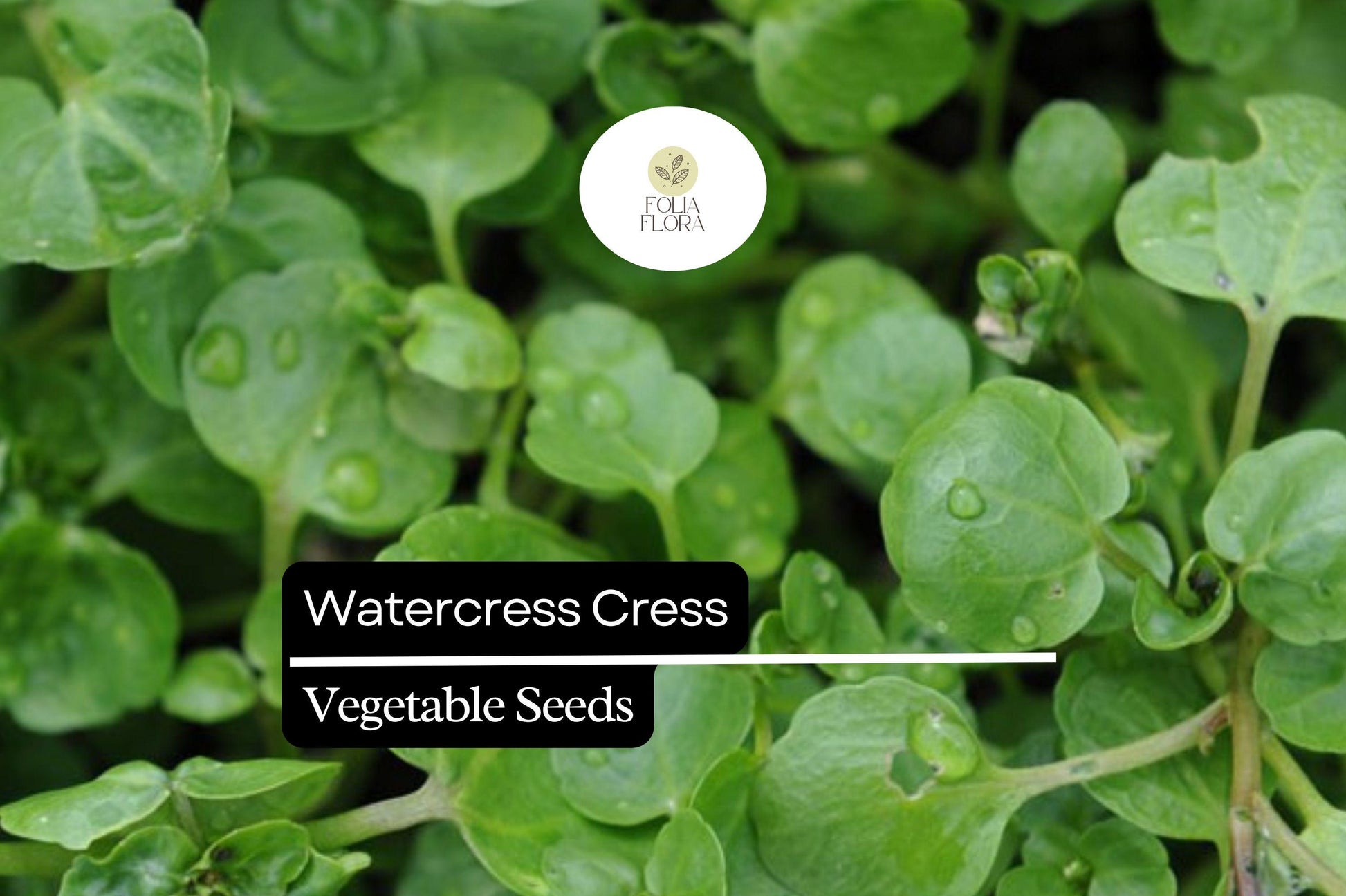 1000 Seeds Watercress Cress - Nutrient-Dense Aquatic Green for Salads, Garnishes - Nasturtium officinale - Fast-Growing Herb