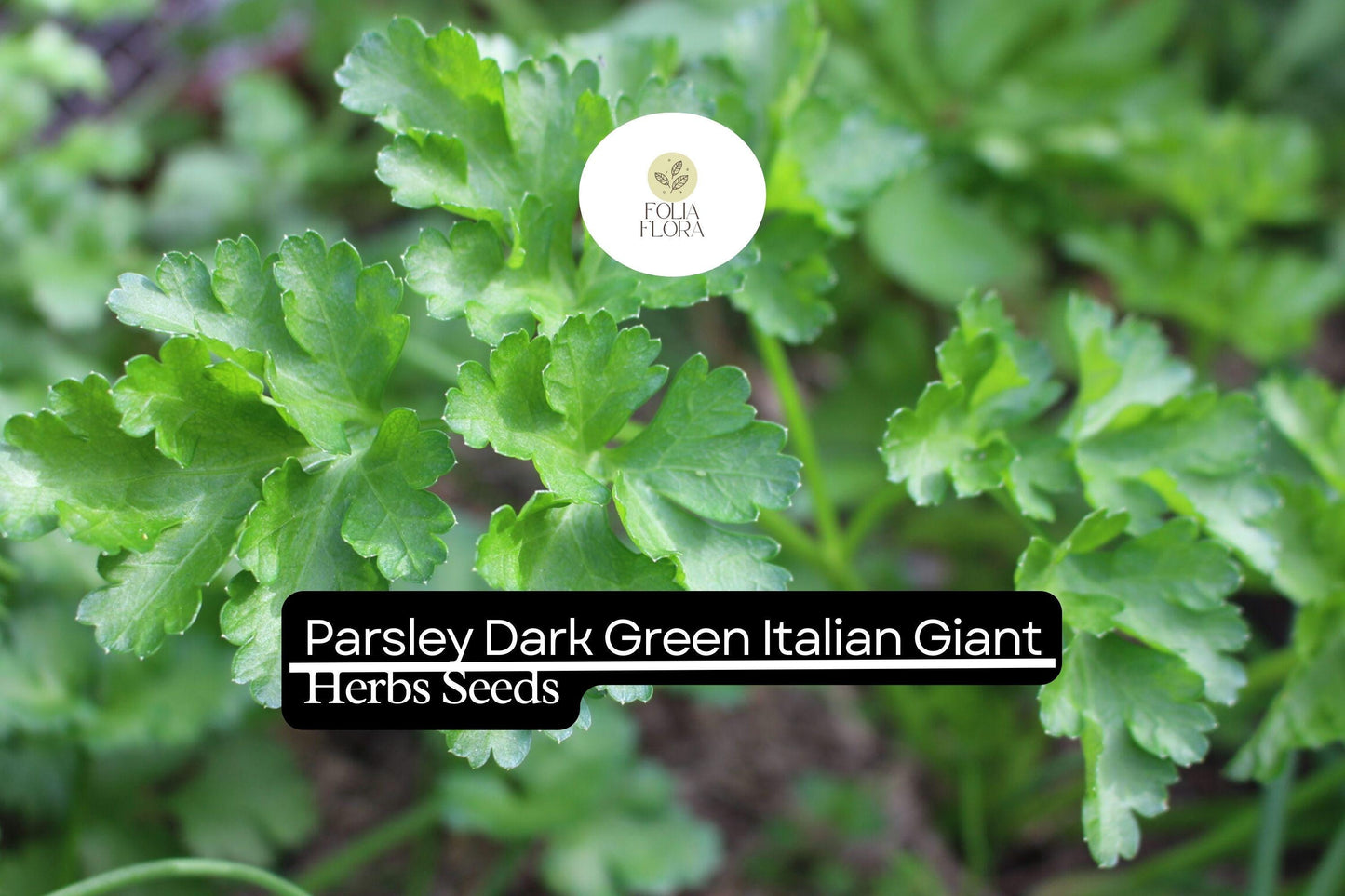 Italian Giant Parsley Seeds 1g | Dark Green Heirloom Herb | Petroselinum crispum | Non-GMO, Aromatic Culinary Parsley