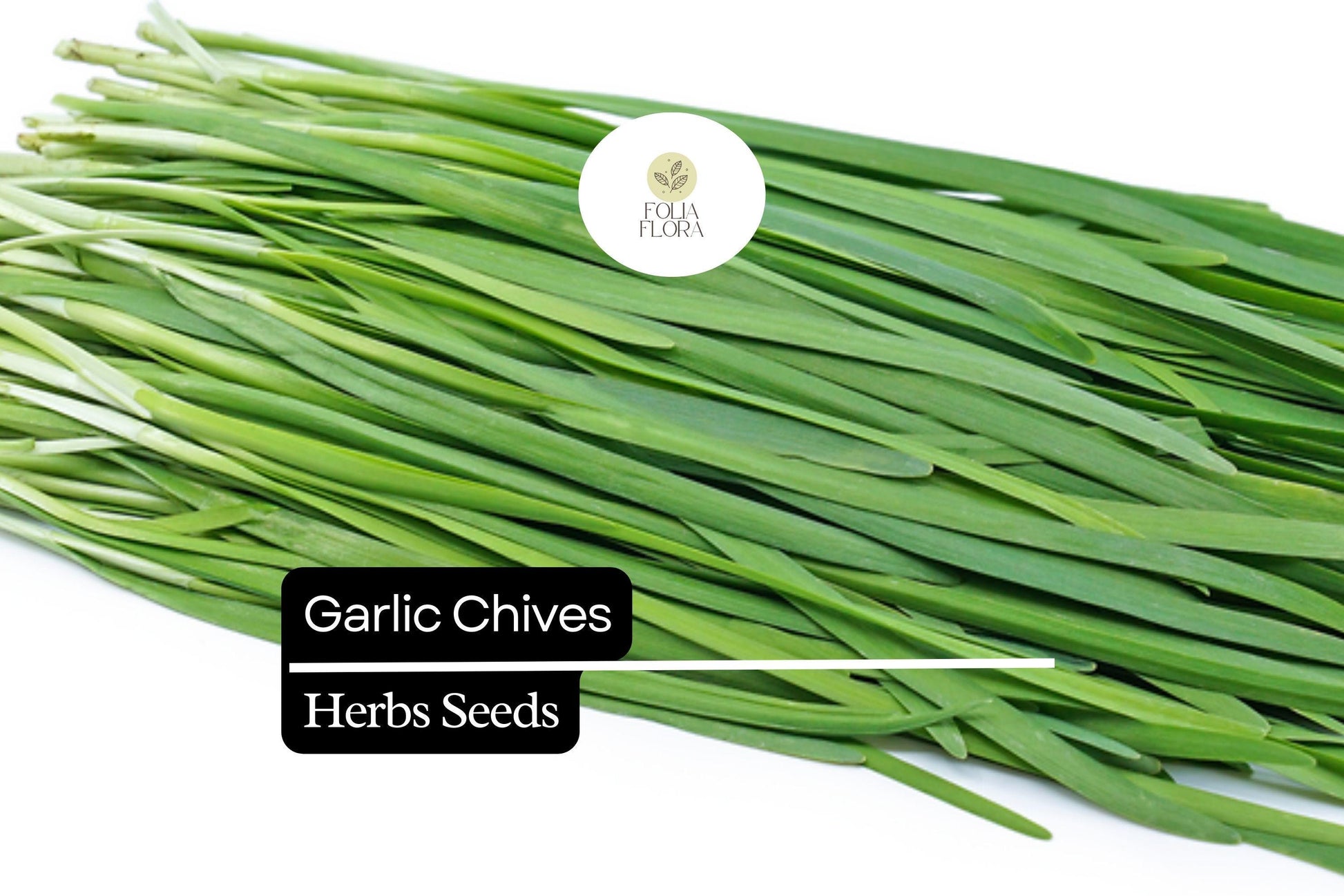 Garlic Chives Seeds 300mg | Heirloom Allium tuberosum | Pollinator-Friendly Culinary Herb | Low-Maintenance Green Leaves