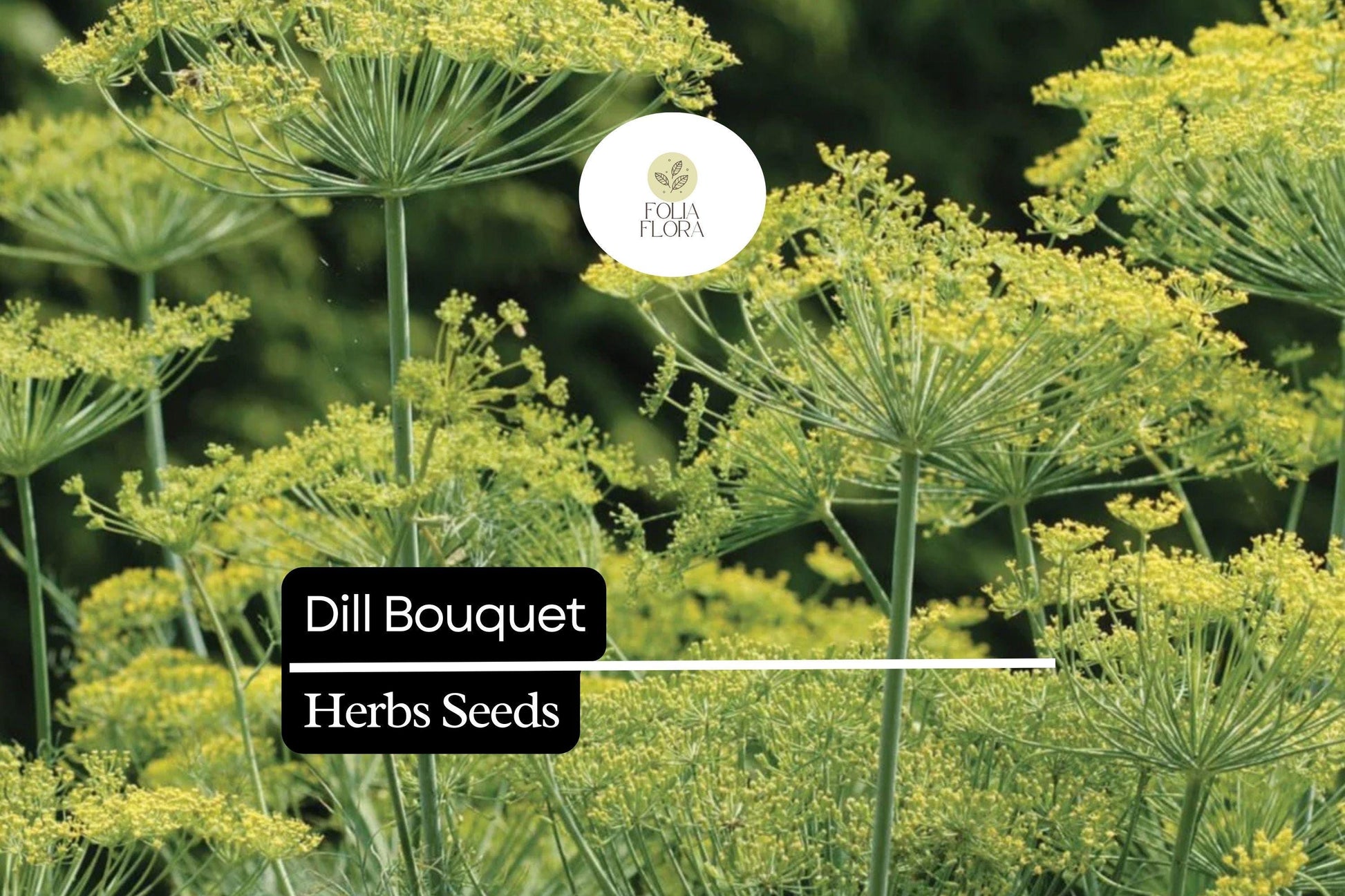 Dill Bouquet Seeds | 1g Packet | Aromatic Culinary Herb | Anethum graveolens | Easy to Grow, Pollinator Friendly