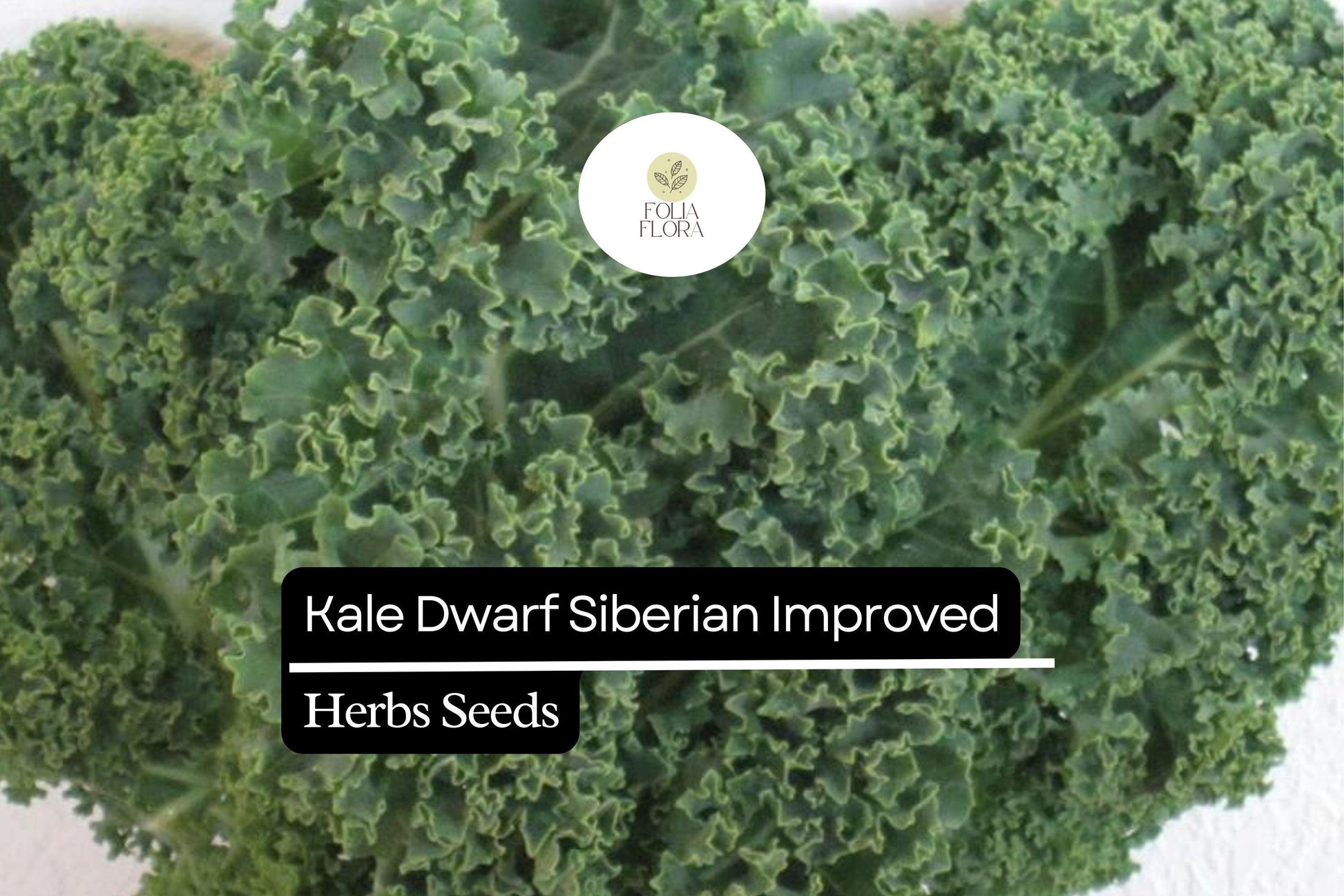 Dwarf Siberian Kale Seeds | 1g Packet | Cold-Hardy, Heirloom, Frost-Tolerant | Brassica oleracea
