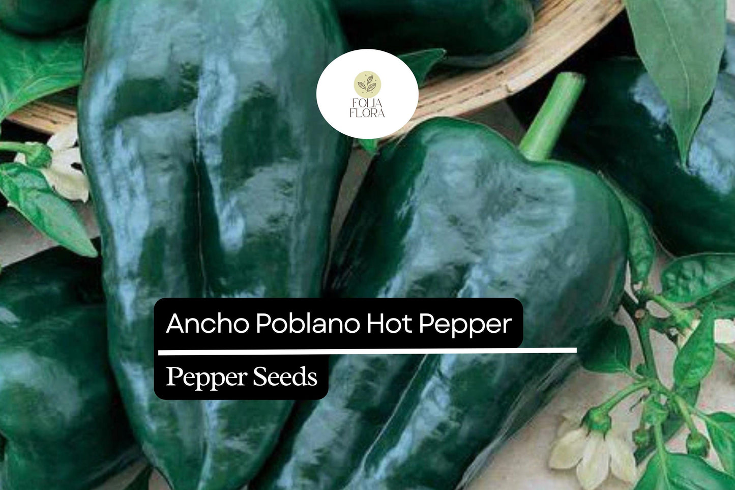 Ancho Poblano Pepper Seeds - 15 Seeds Capsicum Annuum - Mildly Spicy Chili for Cooking, Ideal for Salsas and Roasting