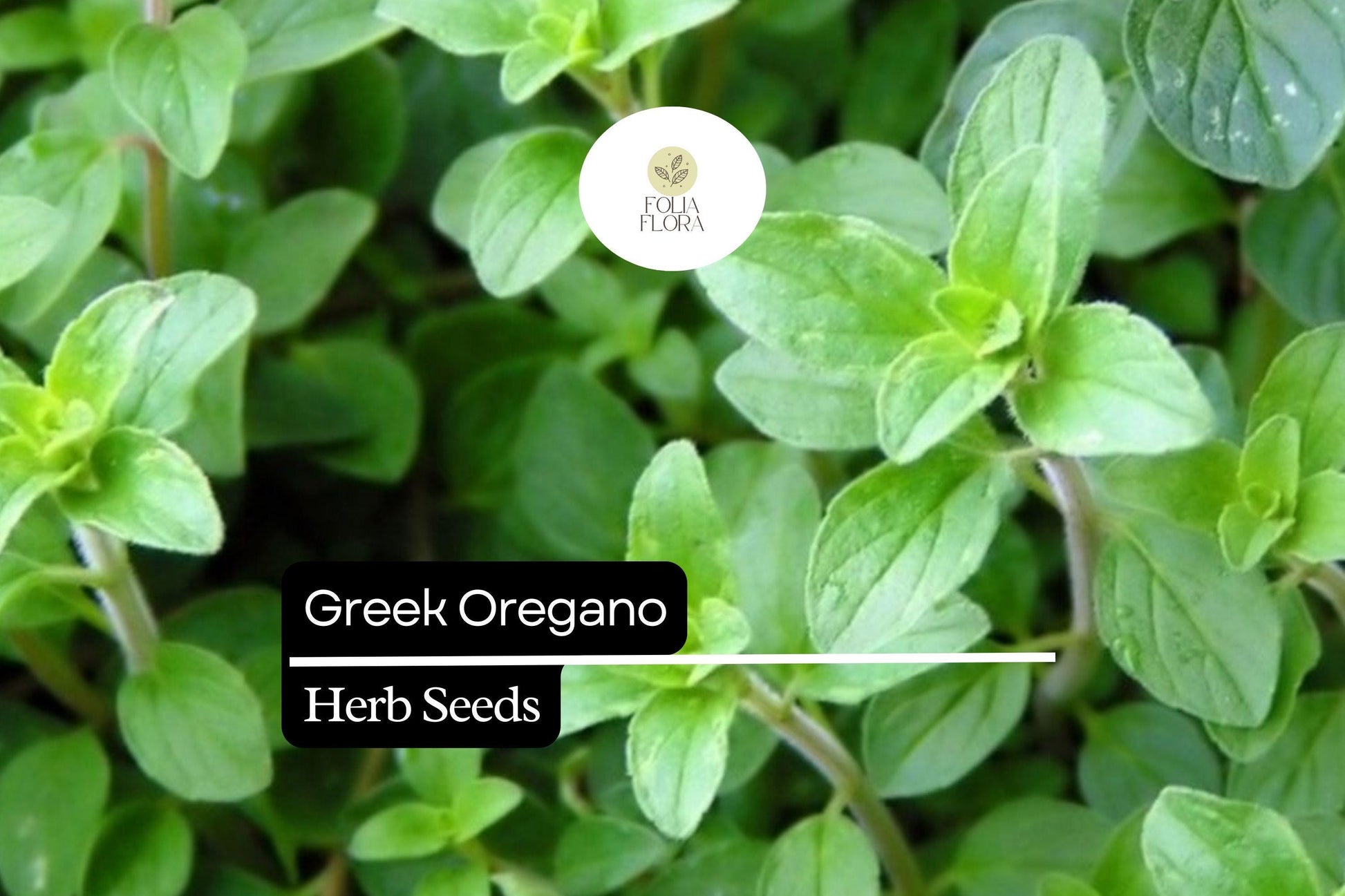 Greek Oregano Seeds - 2000 Seeds - Aromatic Culinary Herb - Origanum vulgare subsp. hirtum - Mediterranean Flavor for Gardens