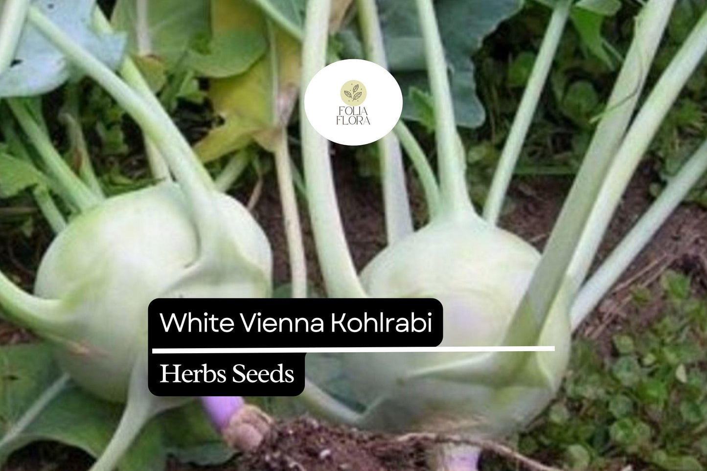 Kohlrabi Seeds 500mg - White Vienna Heirloom Non-GMO Brassica oleracea - Easy Grow Vegetable for Salads & Stir-Fries