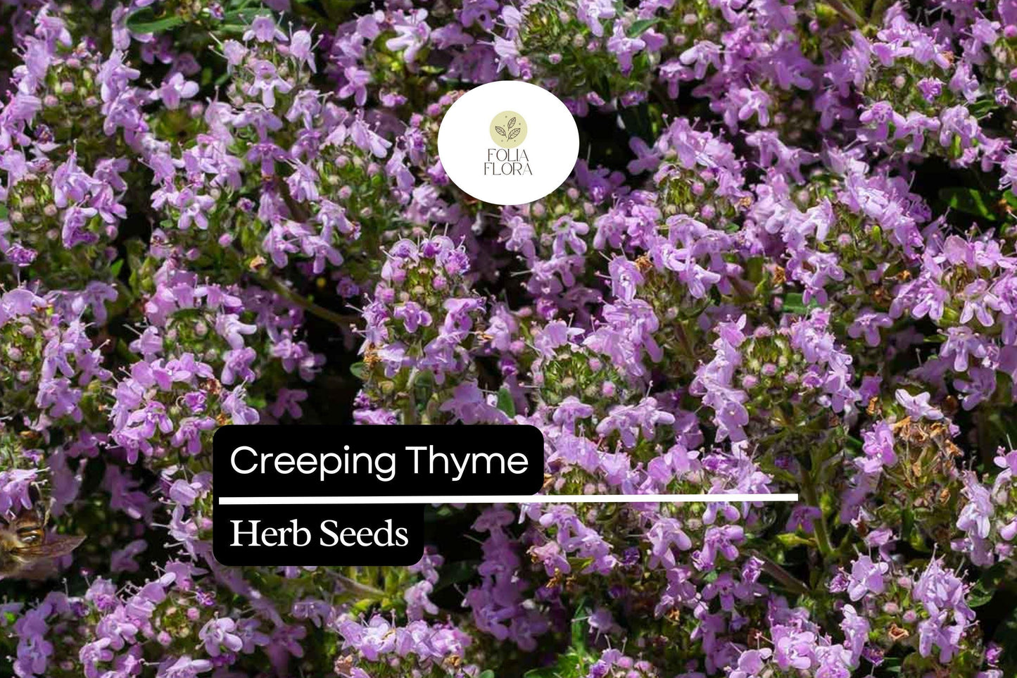 Creeping Thyme Ground Cover Plant - Low-Growing, Fragrant Herb with Pink-Purple Flowers - Thymus Serpyllum