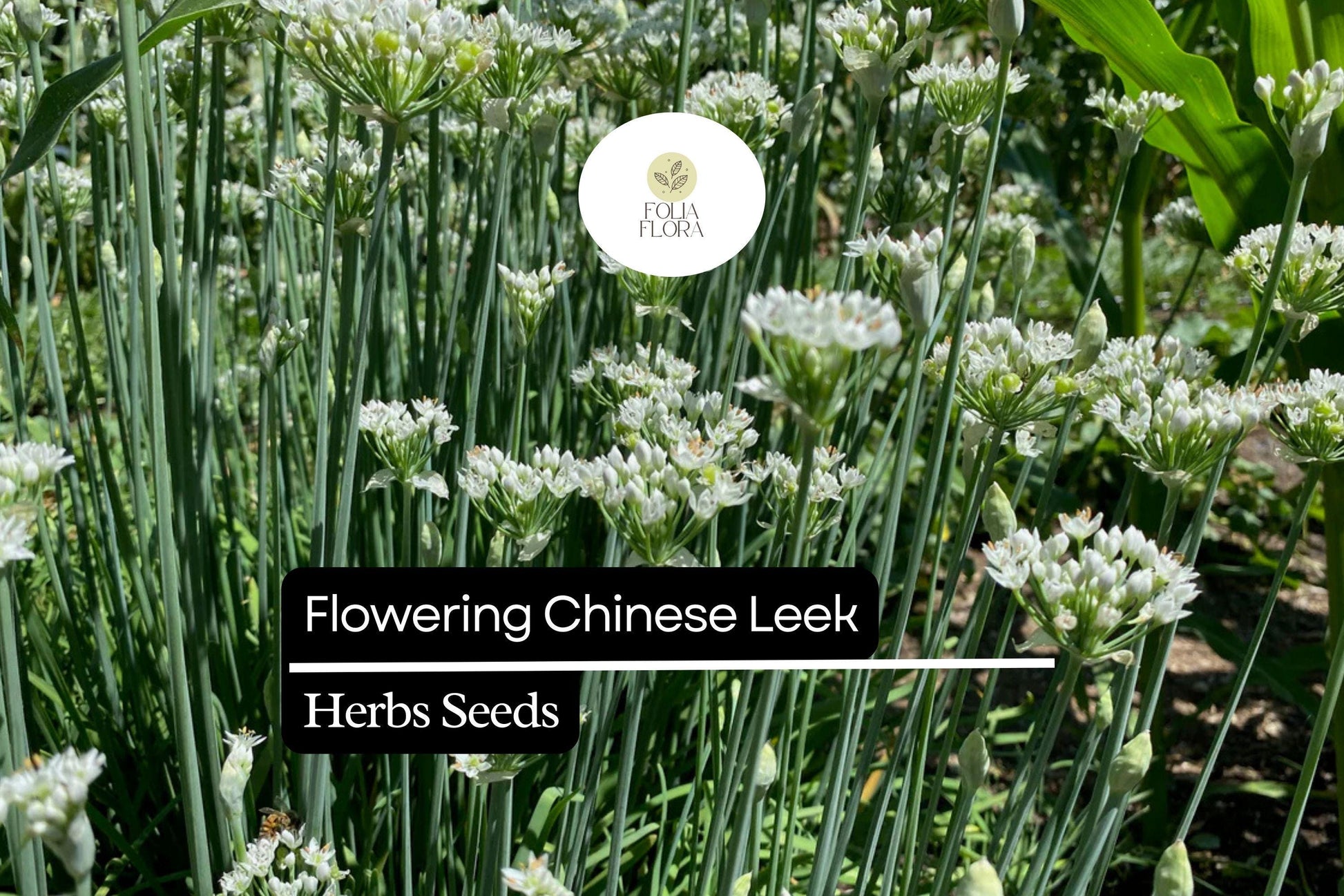 Flowering Chinese Leek Seeds 250mg | Edible Greens & Flowers | Heirloom Garlic Chives | Allium tuberosum | Non-GMO