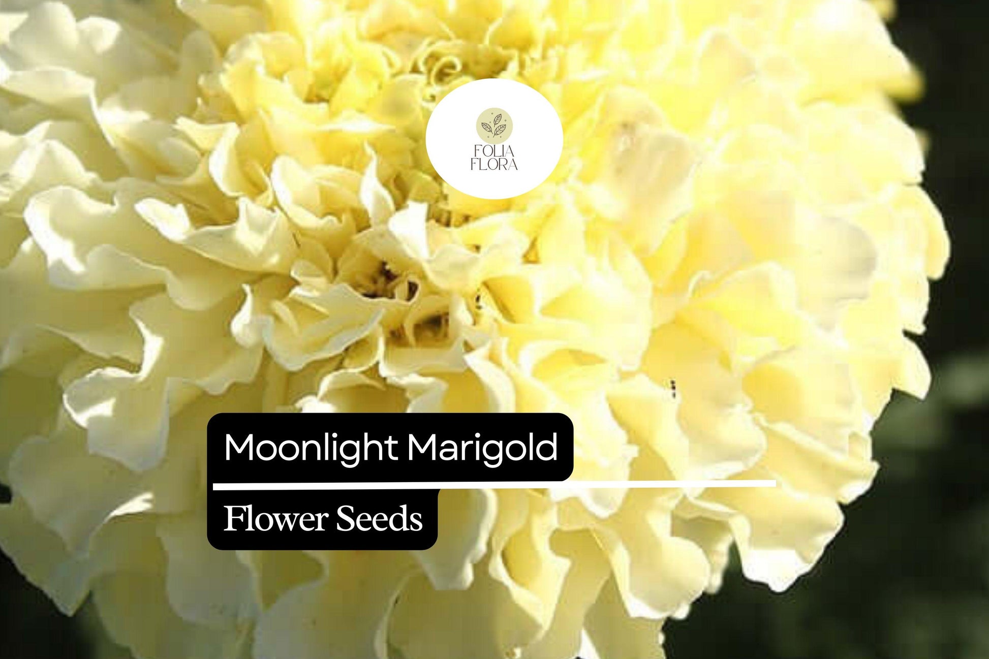 Moonlight Marigold Seeds - 25 Premium Tagetes Erecta - Pale Yellow Blooms for Pollinator Gardens, Drought-Tolerant Annual Flowers