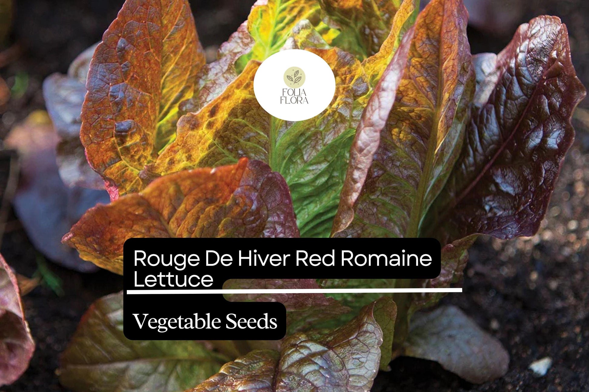 Rouge De Hiver Lettuce Seeds 1g | Red Romaine Heirloom Non-GMO | Lactuca sativa | Frost-Tolerant, Nutritious, Crisp Texture