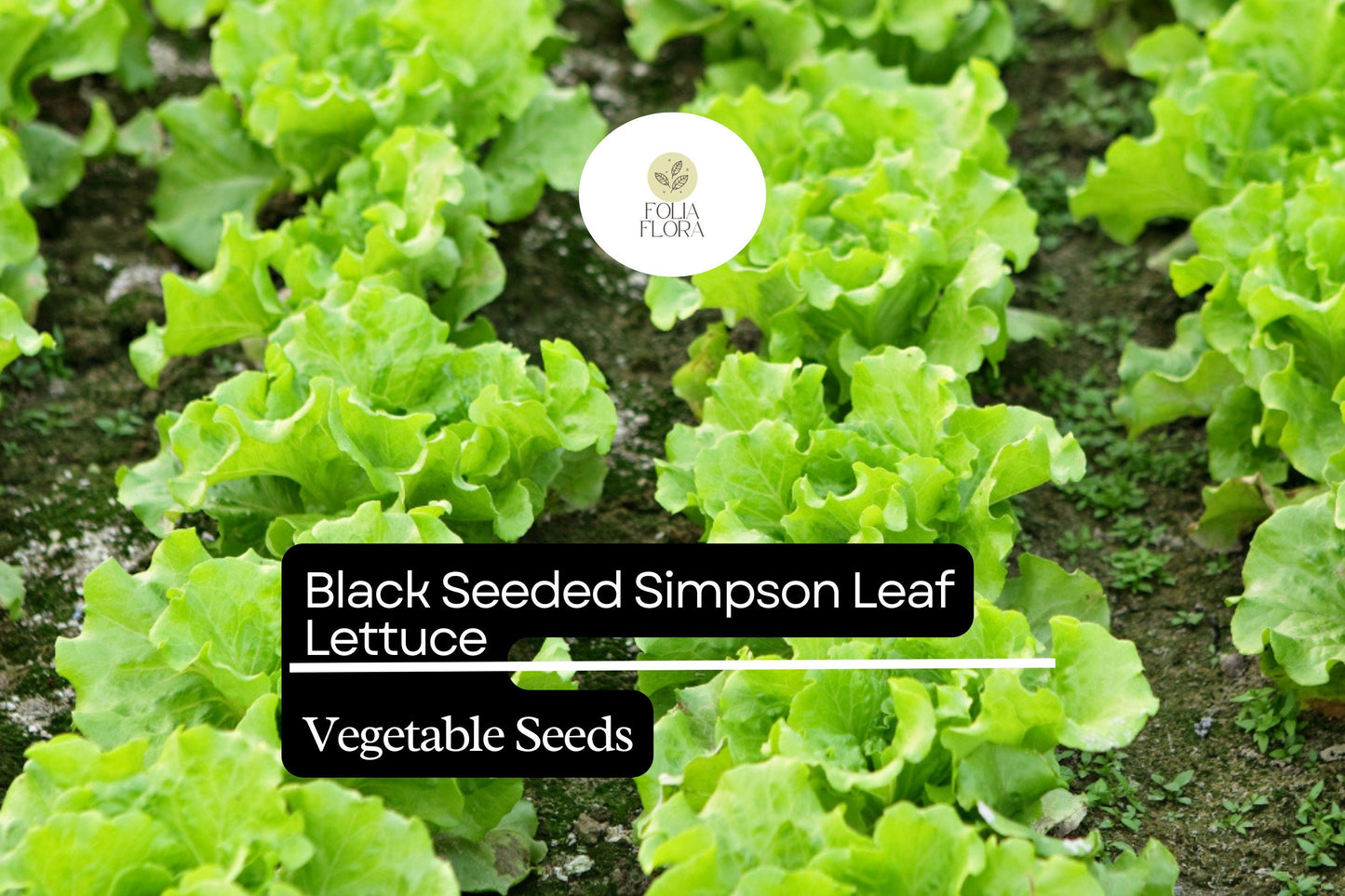 Black Seeded Simpson Lettuce Seeds - 1g Heirloom Fast-Growing Salad Green - Lactuca sativa, Bolt-Resistant, Crisp Leaves