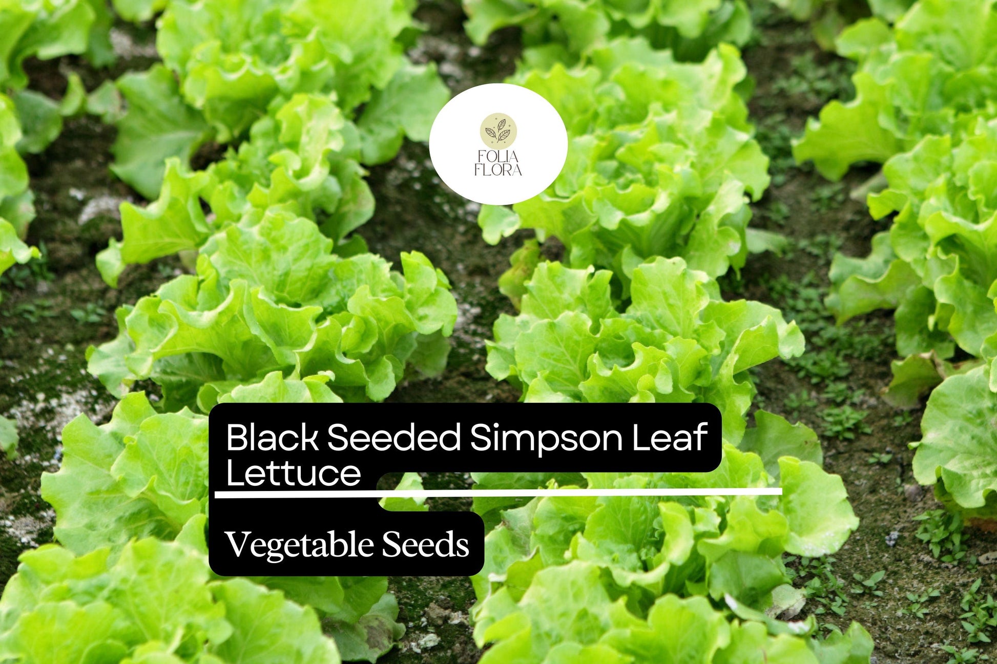 Black Seeded Simpson Lettuce Seeds - 1g Heirloom Fast-Growing Salad Green - Lactuca sativa, Bolt-Resistant, Crisp Leaves