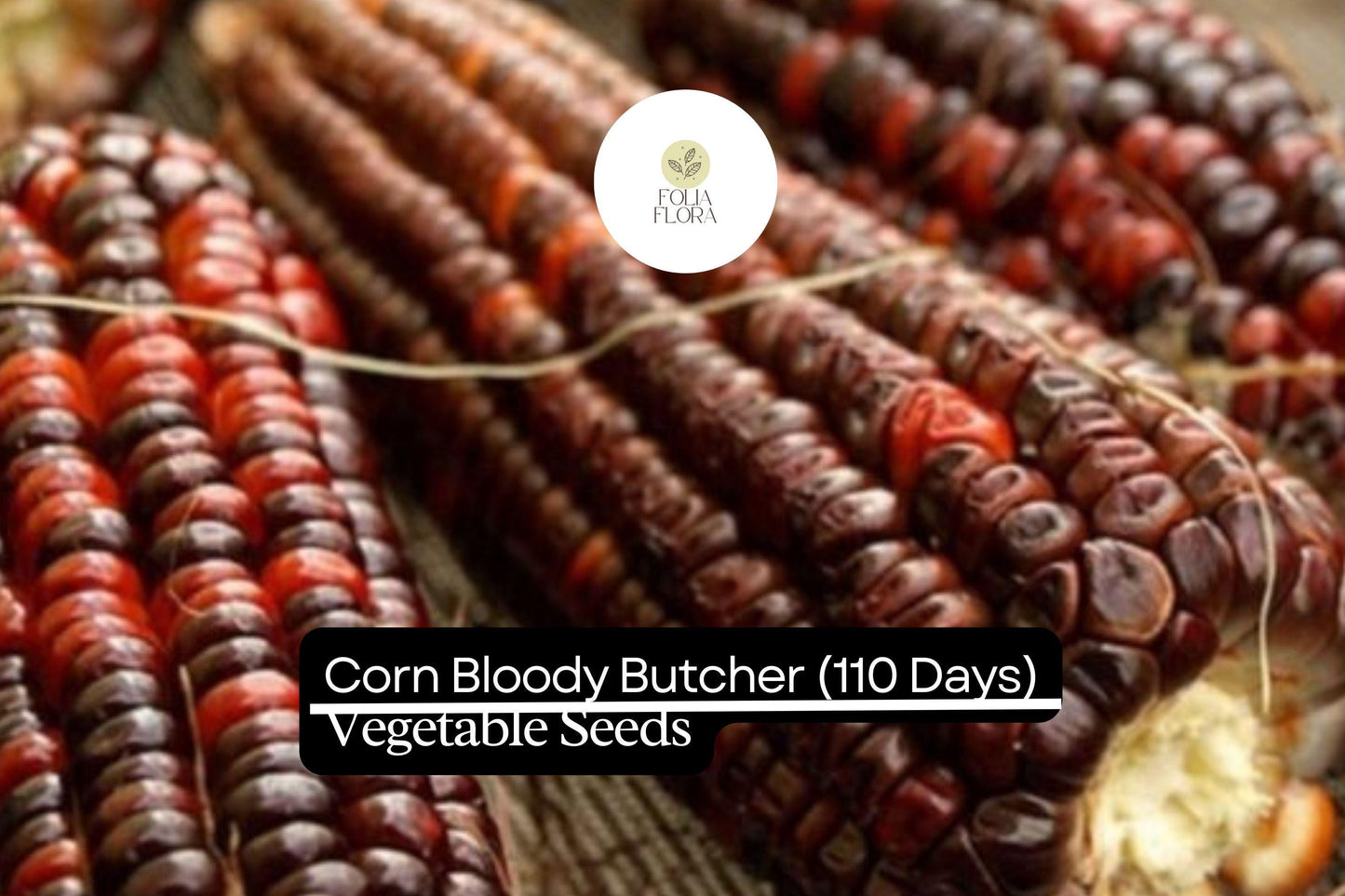Bloody Butcher Corn Seeds - Heirloom Red Kernels for Flour & Decor - Zea mays - Drought-Tolerant, Easy to Grow, Non-GMO