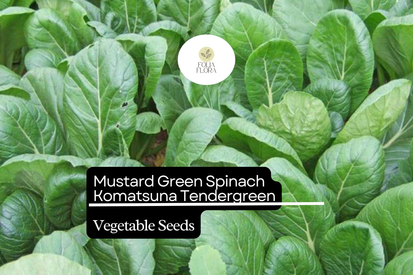 Komatsuna Seeds 500mg | Heirloom Mustard Green Spinach | Brassica rapa var. perviridis | Mild Flavor, Fast-Growing Asian Greens