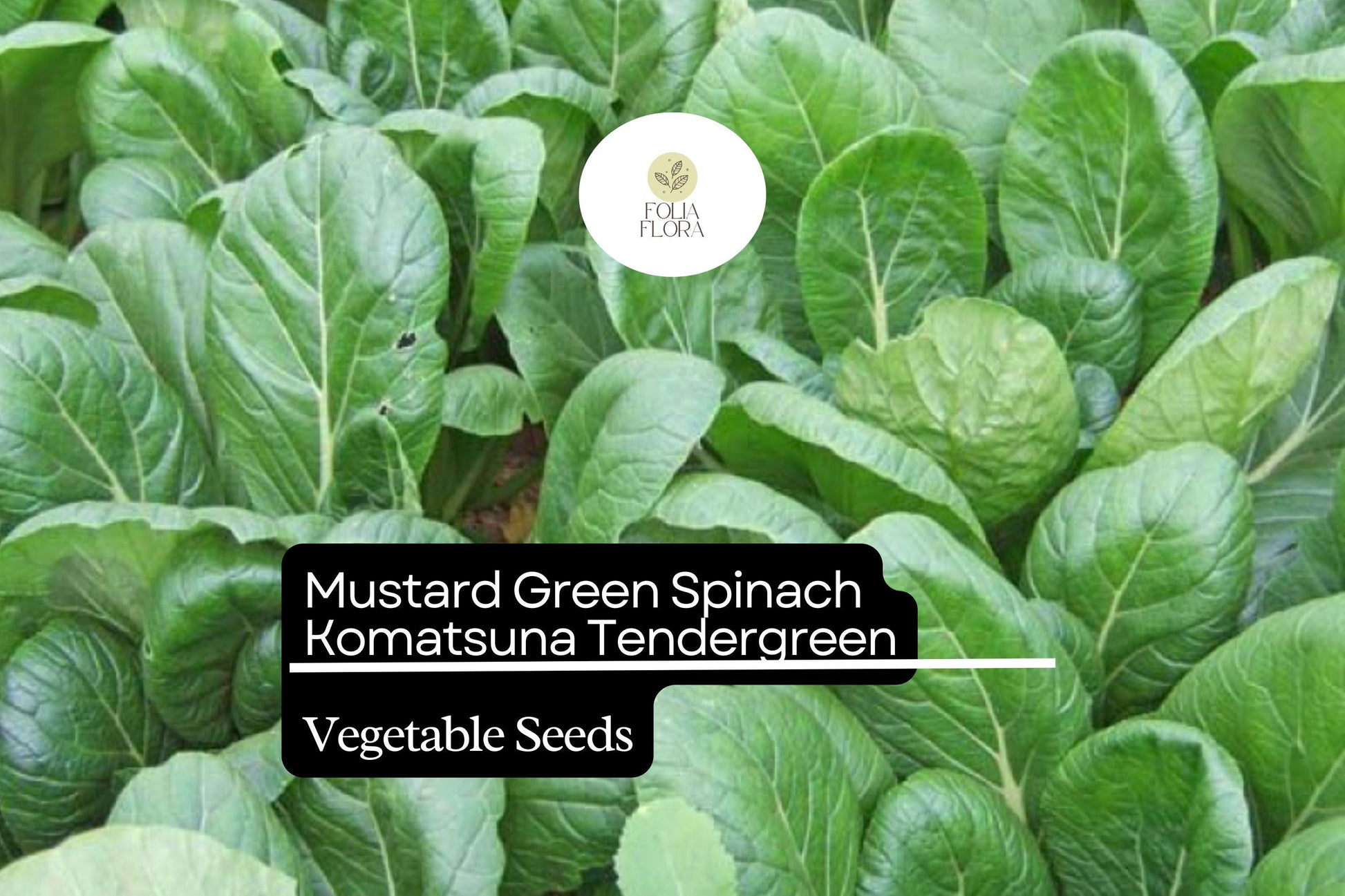 Komatsuna Seeds 500mg | Heirloom Mustard Green Spinach | Brassica rapa var. perviridis | Mild Flavor, Fast-Growing Asian Greens